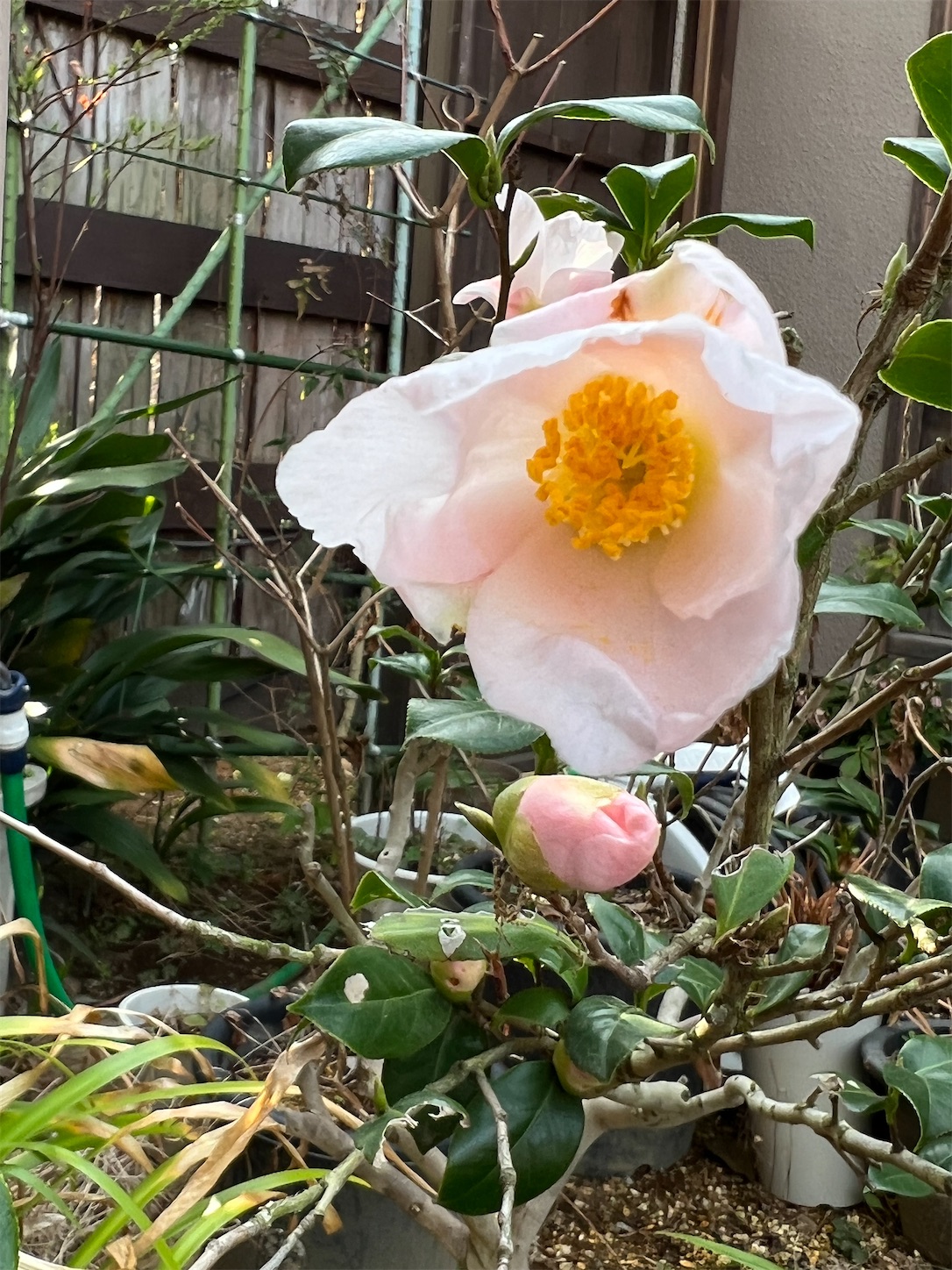 f:id:chanoyu:20220413120253j:image f:id:chanoyu:20220413120253j:image