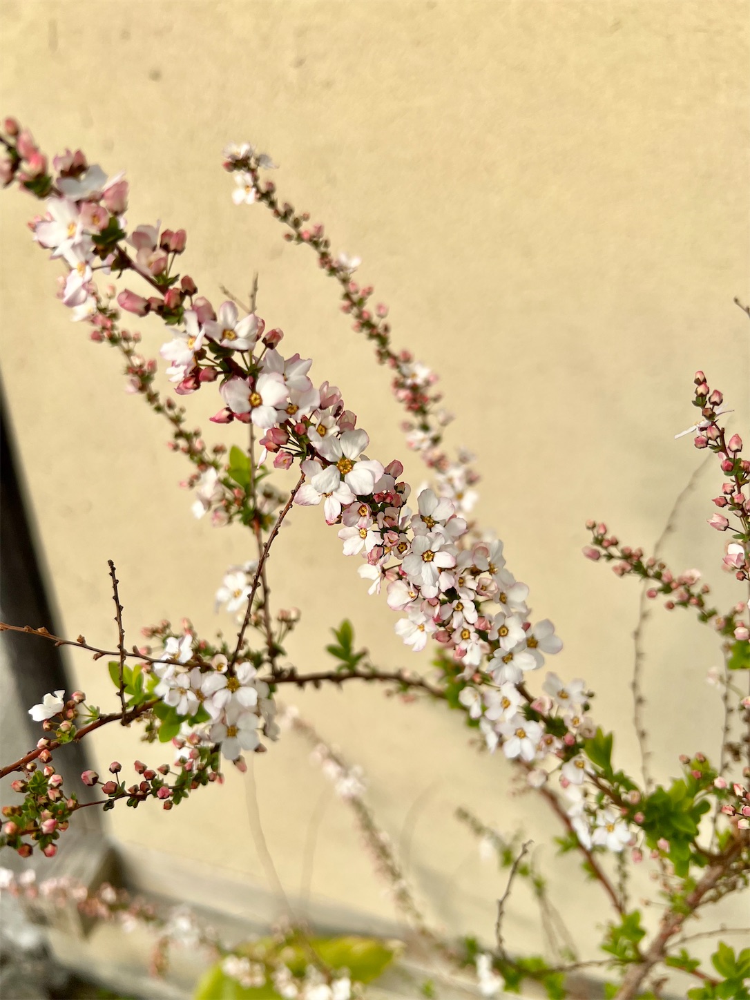 f:id:chanoyu:20220413120413j:image f:id:chanoyu:20220413120413j:image