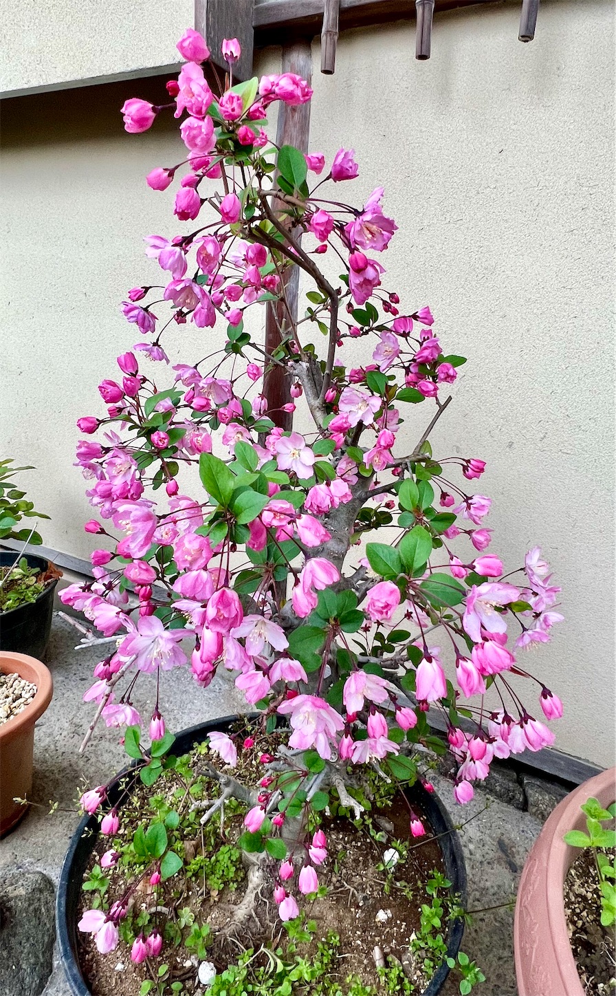 f:id:chanoyu:20220413120626j:image f:id:chanoyu:20220413120626j:image