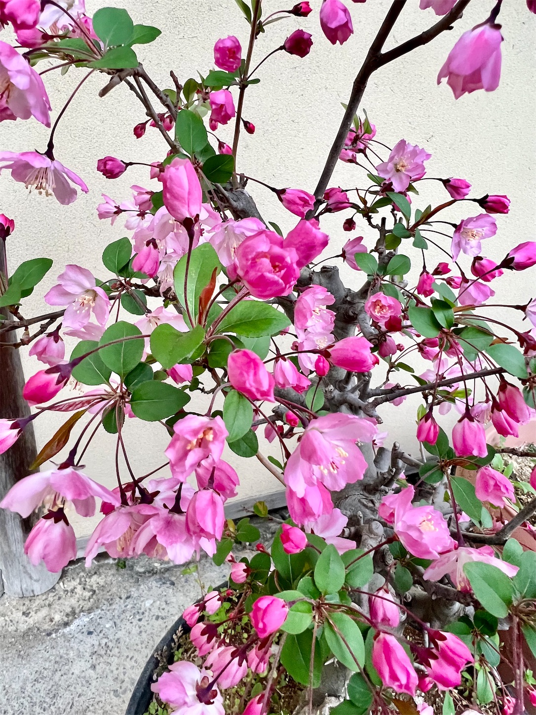 f:id:chanoyu:20220413120629j:image f:id:chanoyu:20220413120629j:image