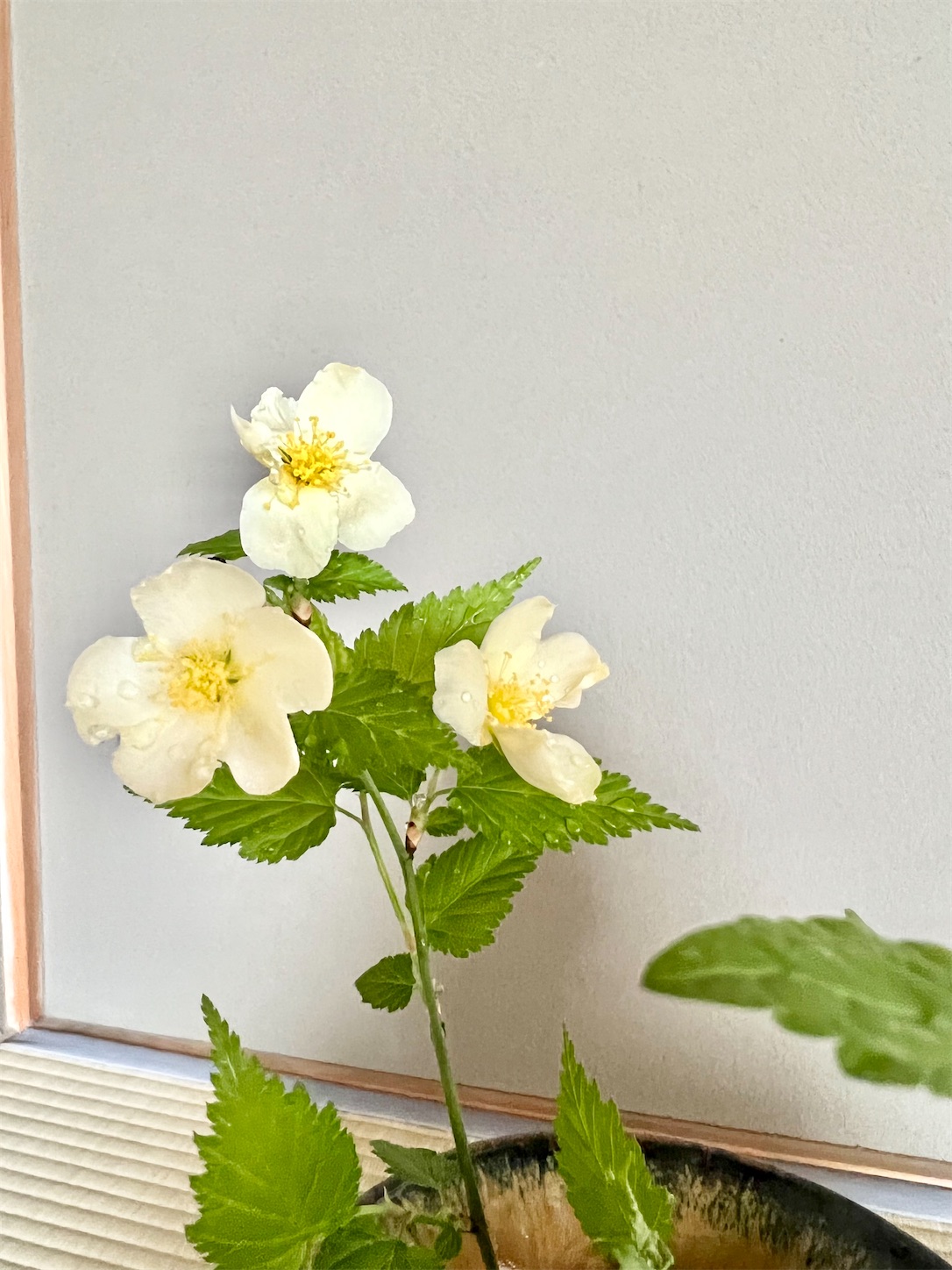 f:id:chanoyu:20220413121312j:image f:id:chanoyu:20220413121312j:image