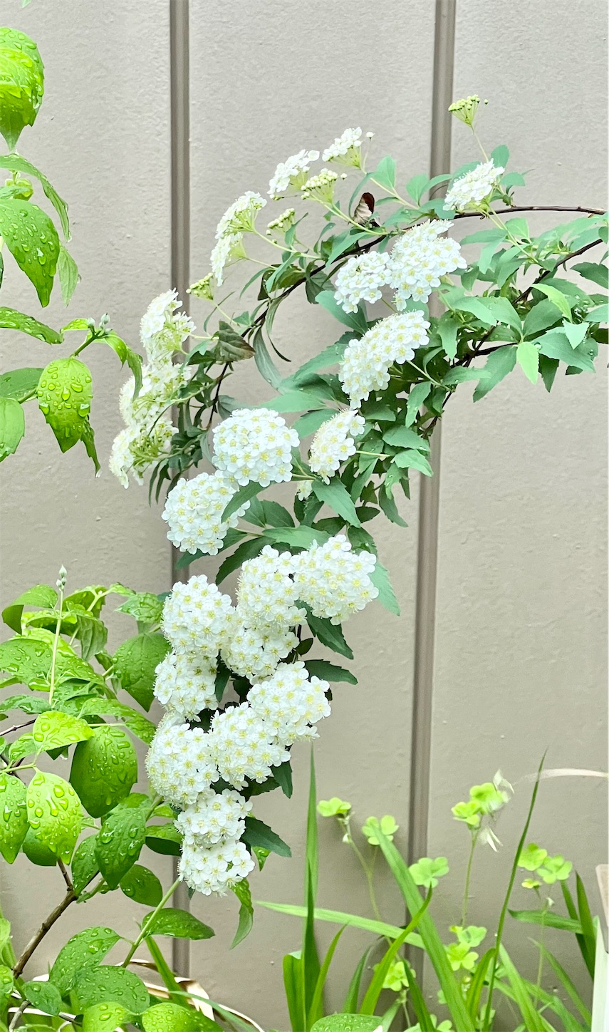 f:id:chanoyu:20220522191646j:image f:id:chanoyu:20220522191646j:image
