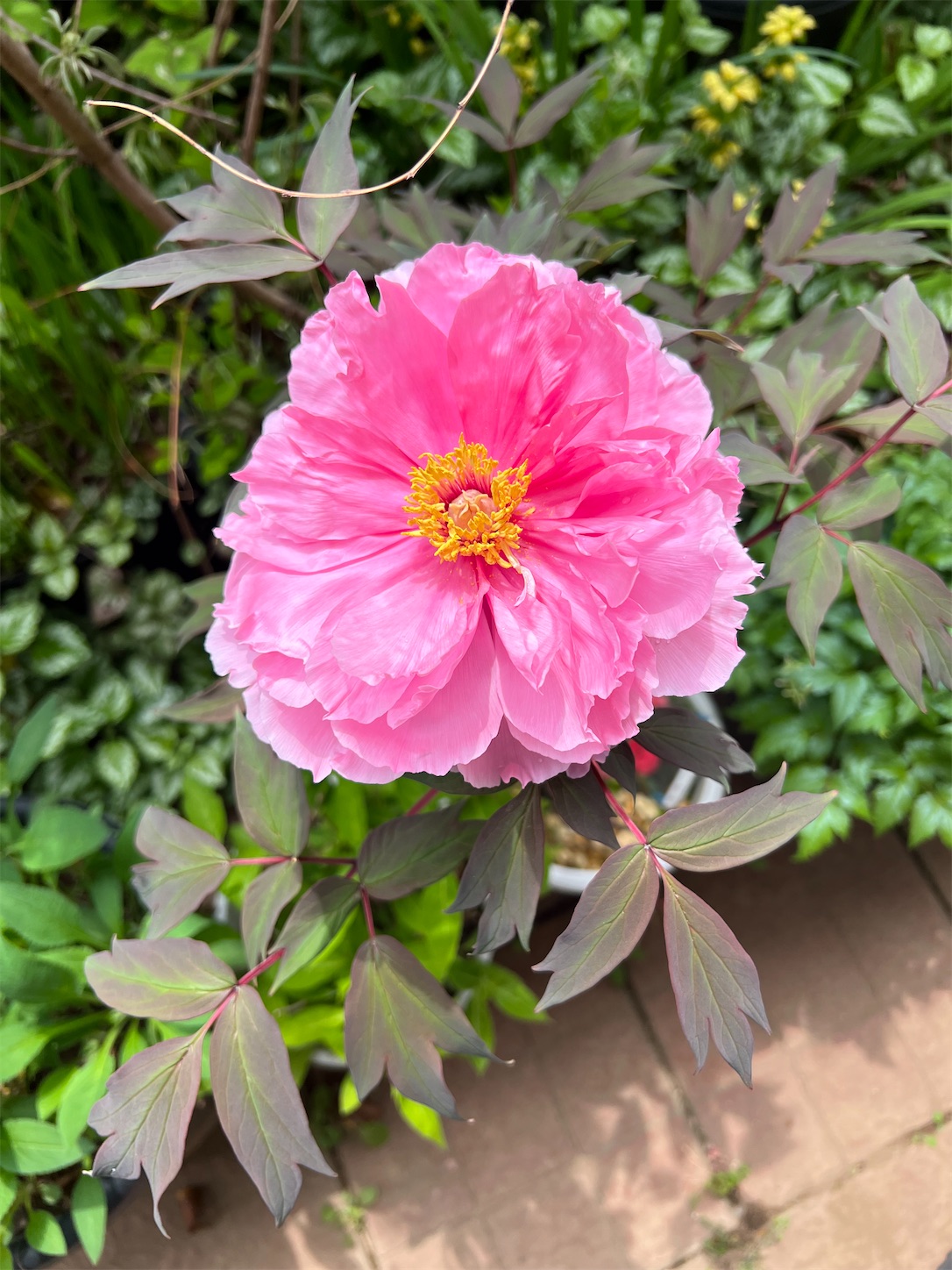 f:id:chanoyu:20220522191706j:image f:id:chanoyu:20220522191706j:image