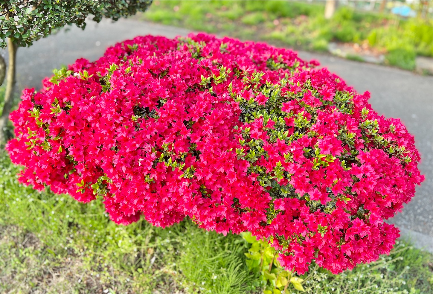 f:id:chanoyu:20220522213403j:image f:id:chanoyu:20220522213403j:image