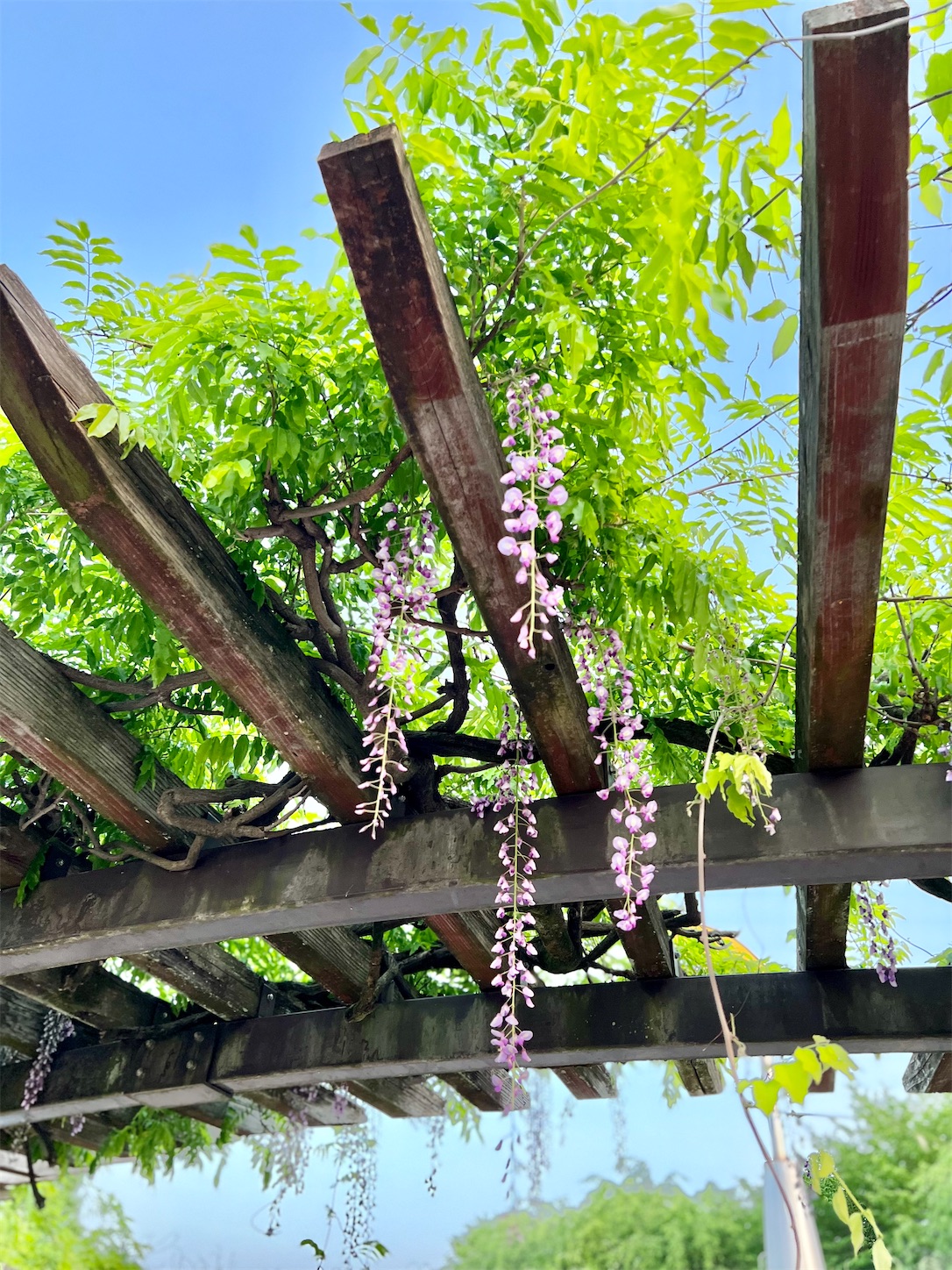 f:id:chanoyu:20220522213409j:image f:id:chanoyu:20220522213409j:image