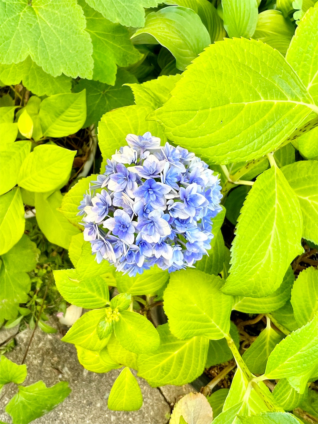 f:id:chanoyu:20220607183445j:image