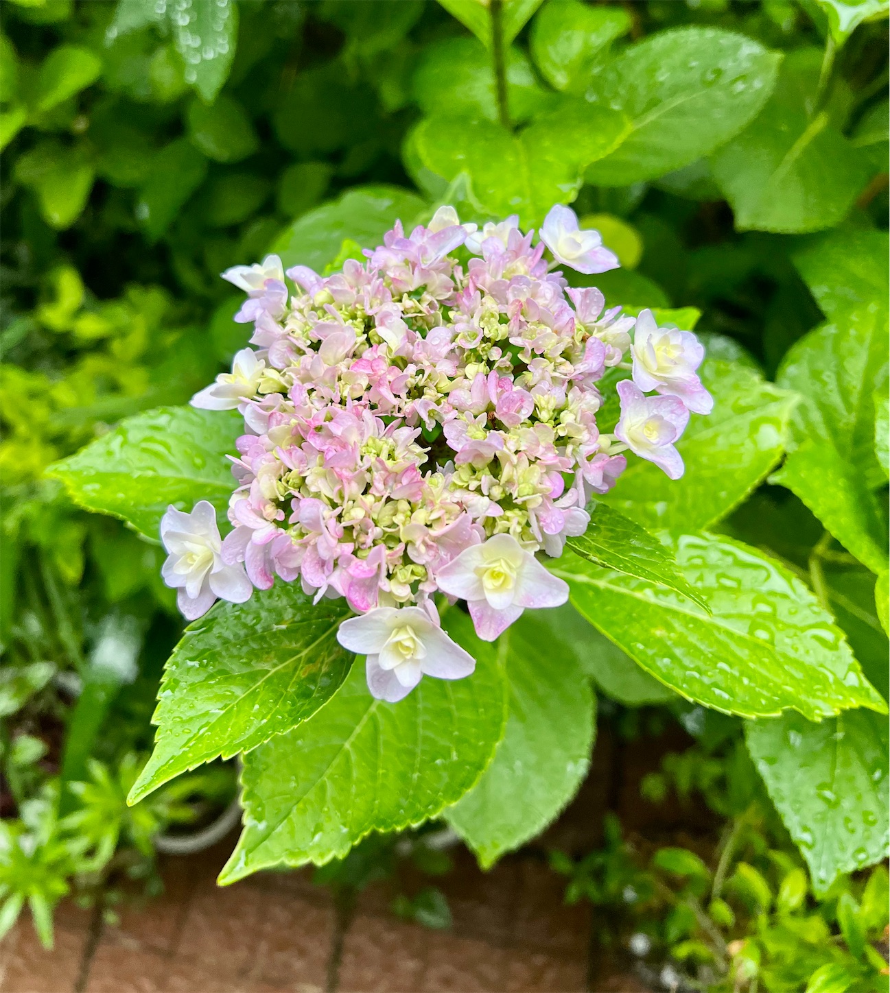 中古】 江戸千家 四季の茶花 二一五種をいれる