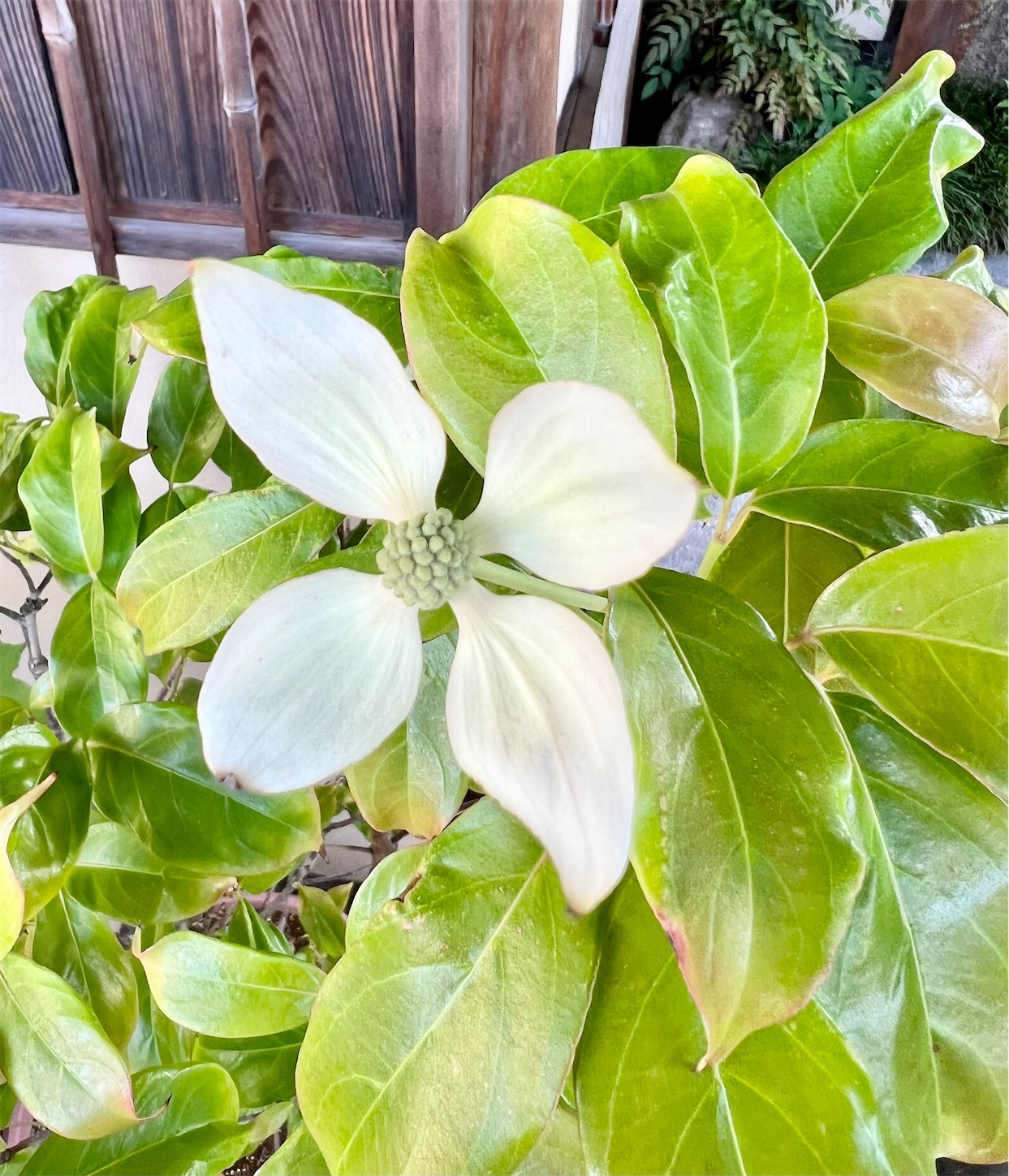 f:id:chanoyu:20220607183501j:image