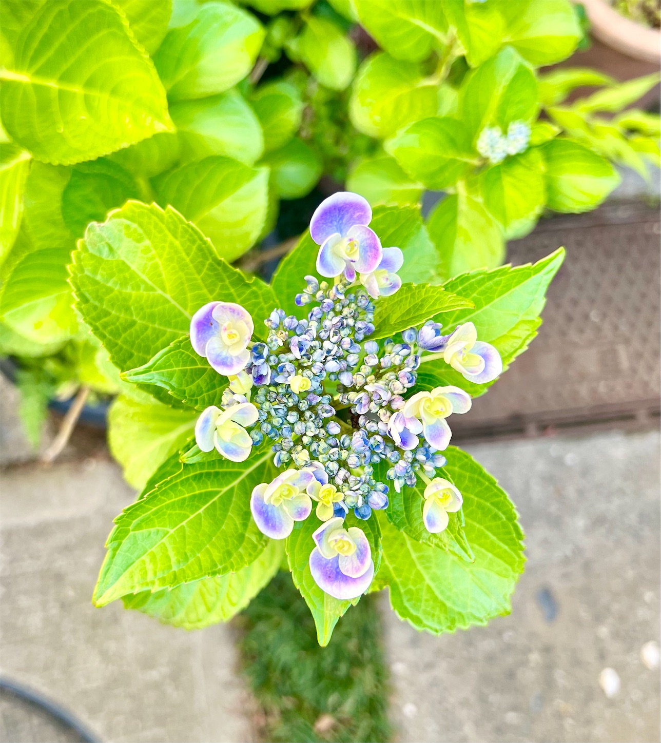 f:id:chanoyu:20220607183511j:image