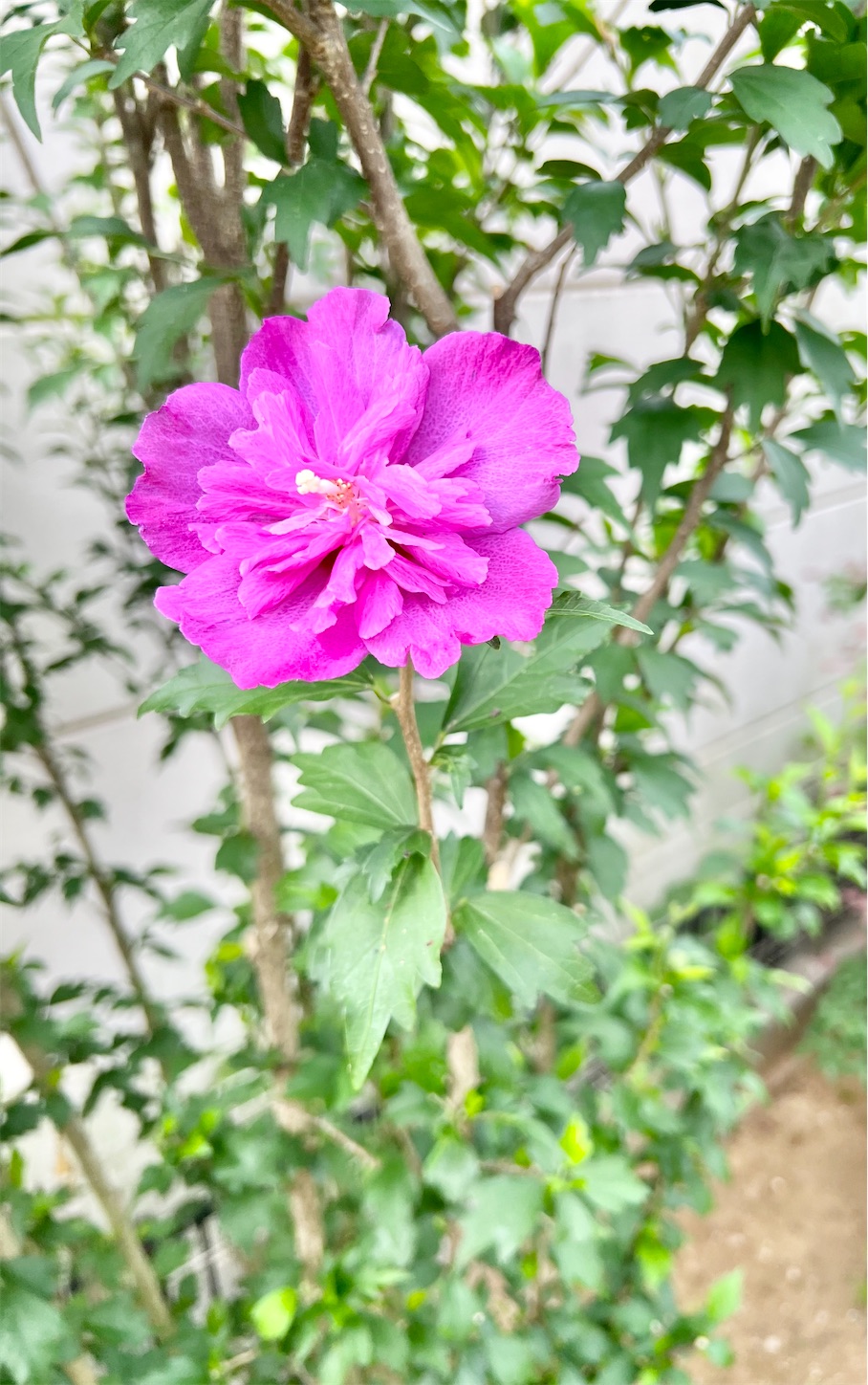 f:id:chanoyu:20220730115701j:image f:id:chanoyu:20220730115701j:image