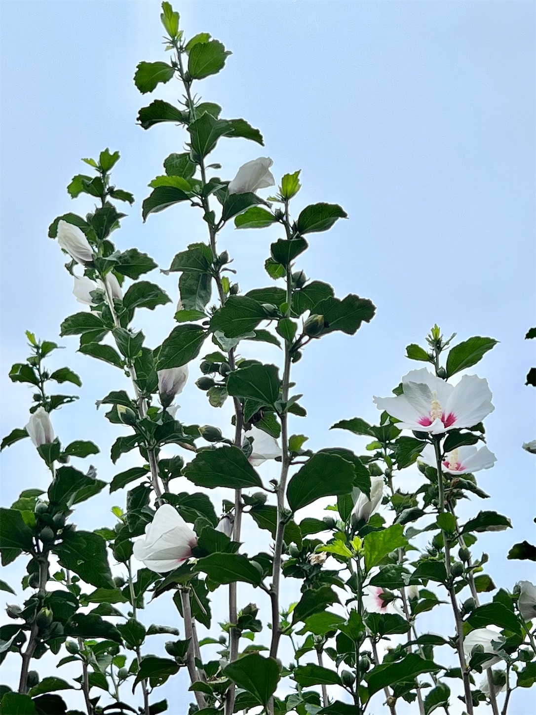 f:id:chanoyu:20220825174253j:image f:id:chanoyu:20220825174253j:image