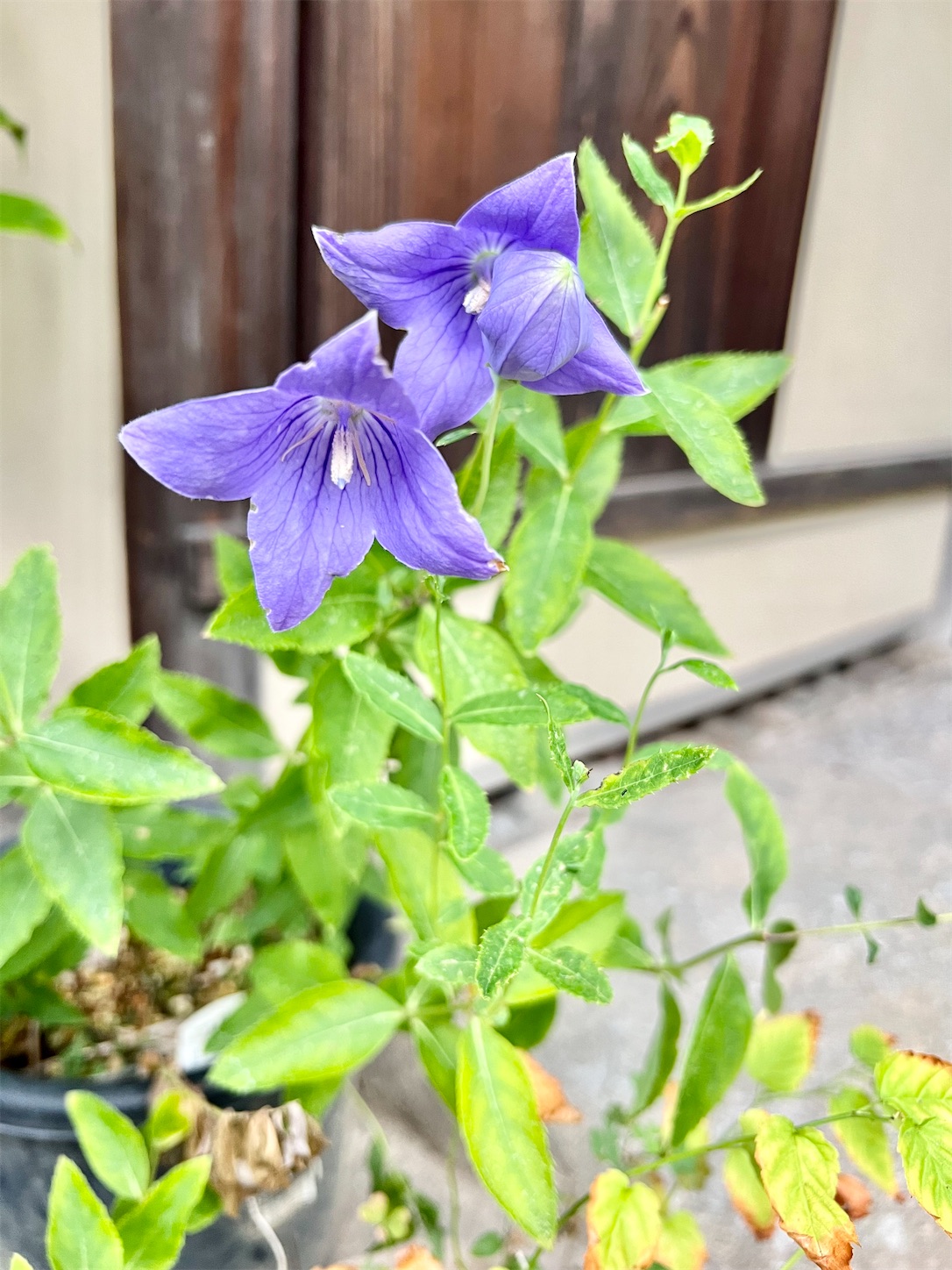 f:id:chanoyu:20220825181825j:image f:id:chanoyu:20220825181825j:image
