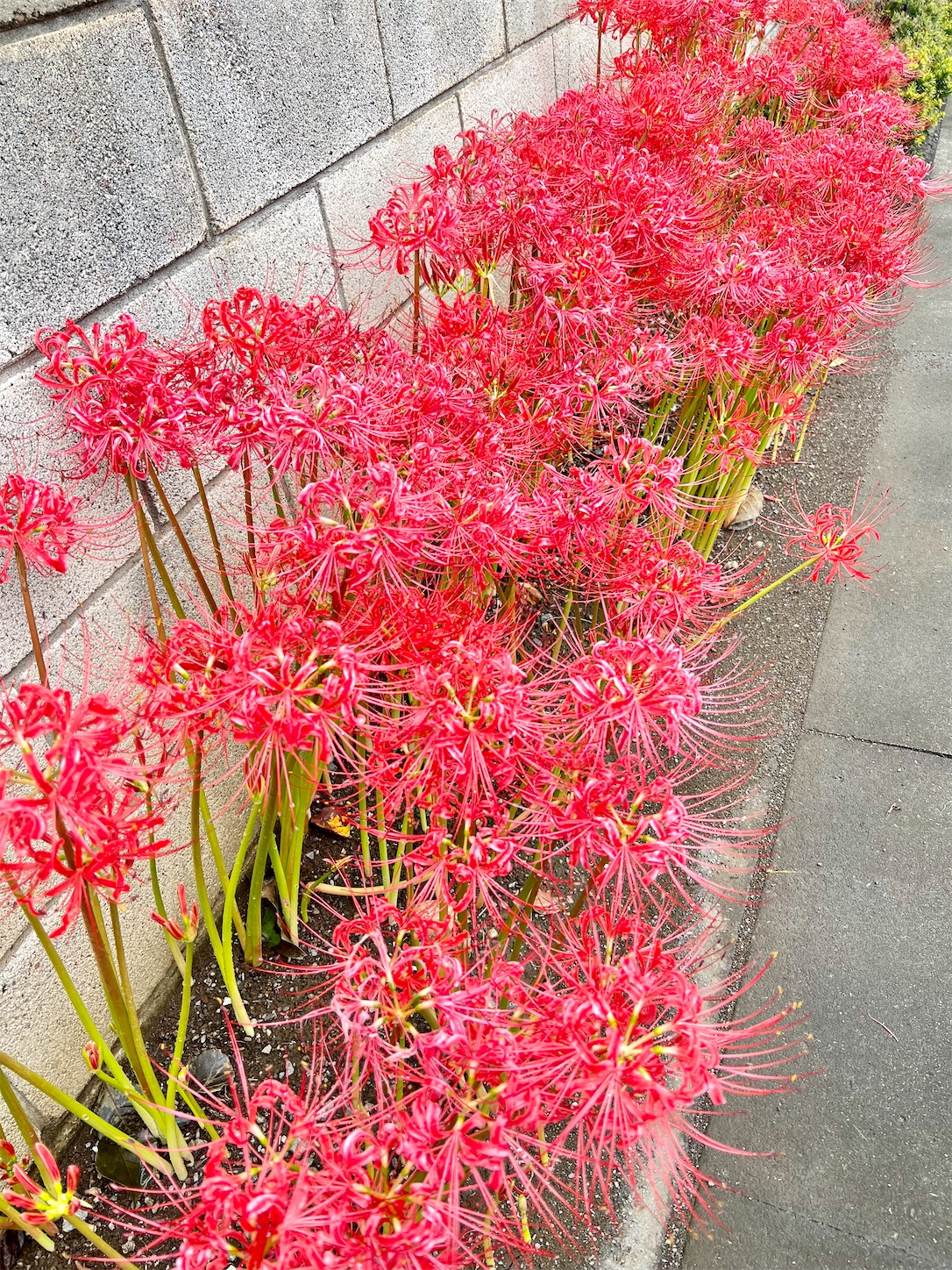 f:id:chanoyu:20221006124244j:image f:id:chanoyu:20221006124244j:image