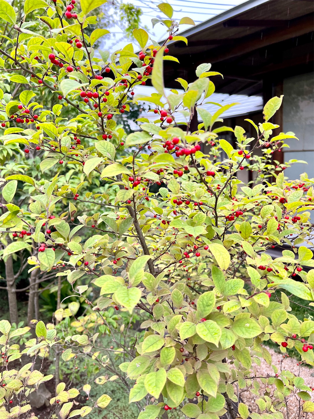 f:id:chanoyu:20221006131308j:image f:id:chanoyu:20221006131308j:image