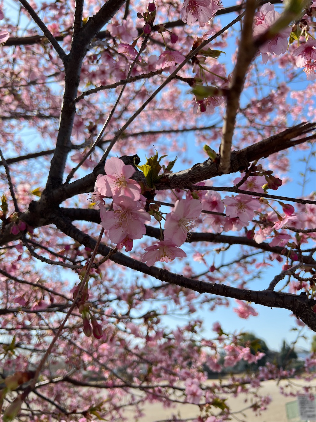f:id:chanoyu:20230403173742j:image