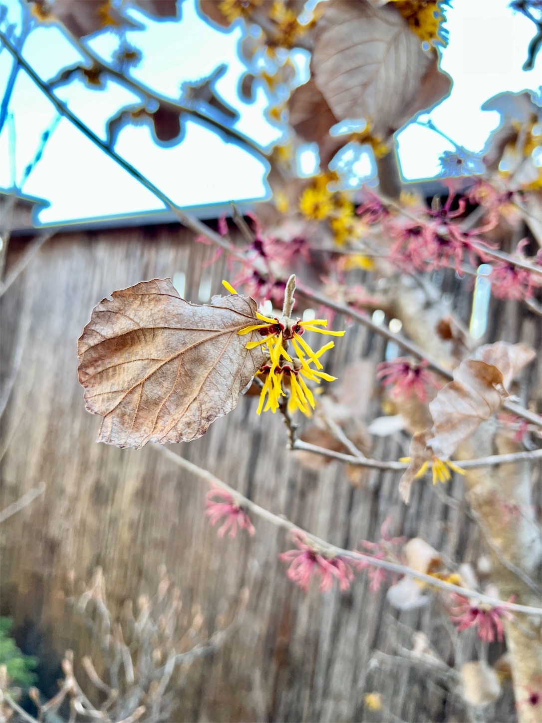 f:id:chanoyu:20230403180041j:image