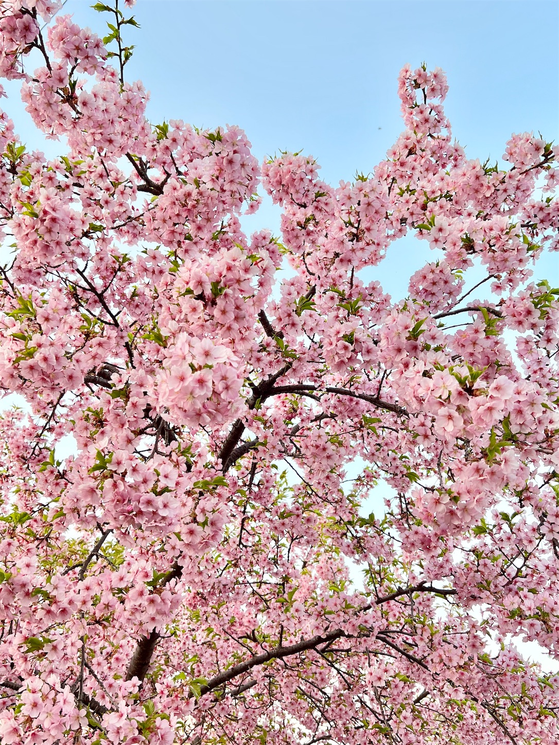 f:id:chanoyu:20230407185351j:image