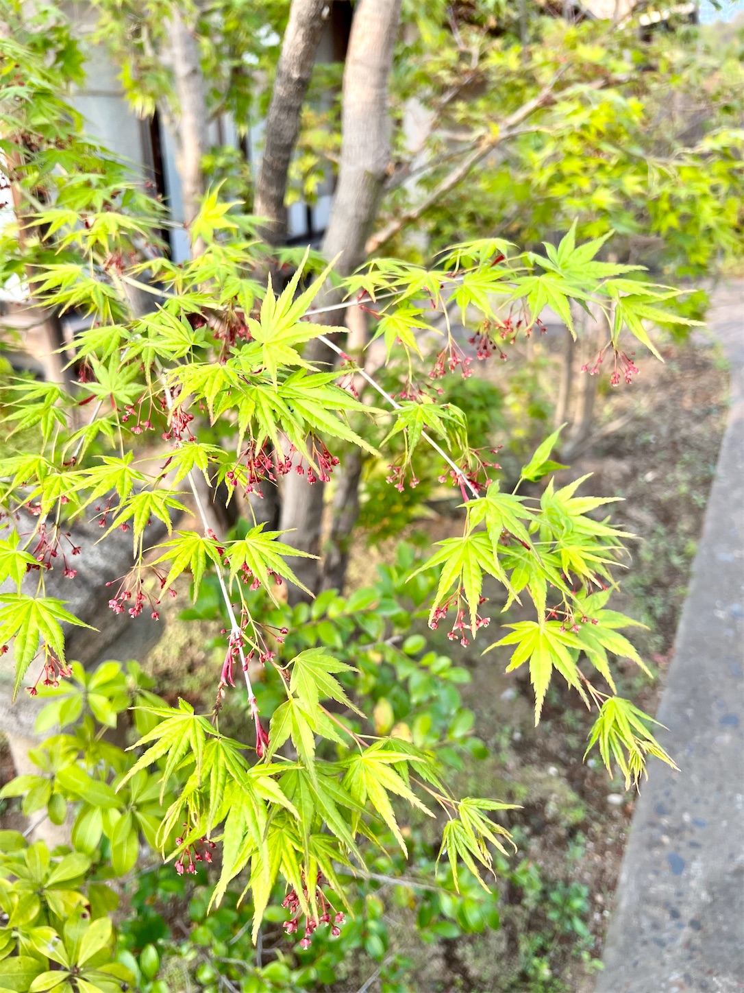 f:id:chanoyu:20230407185442j:image