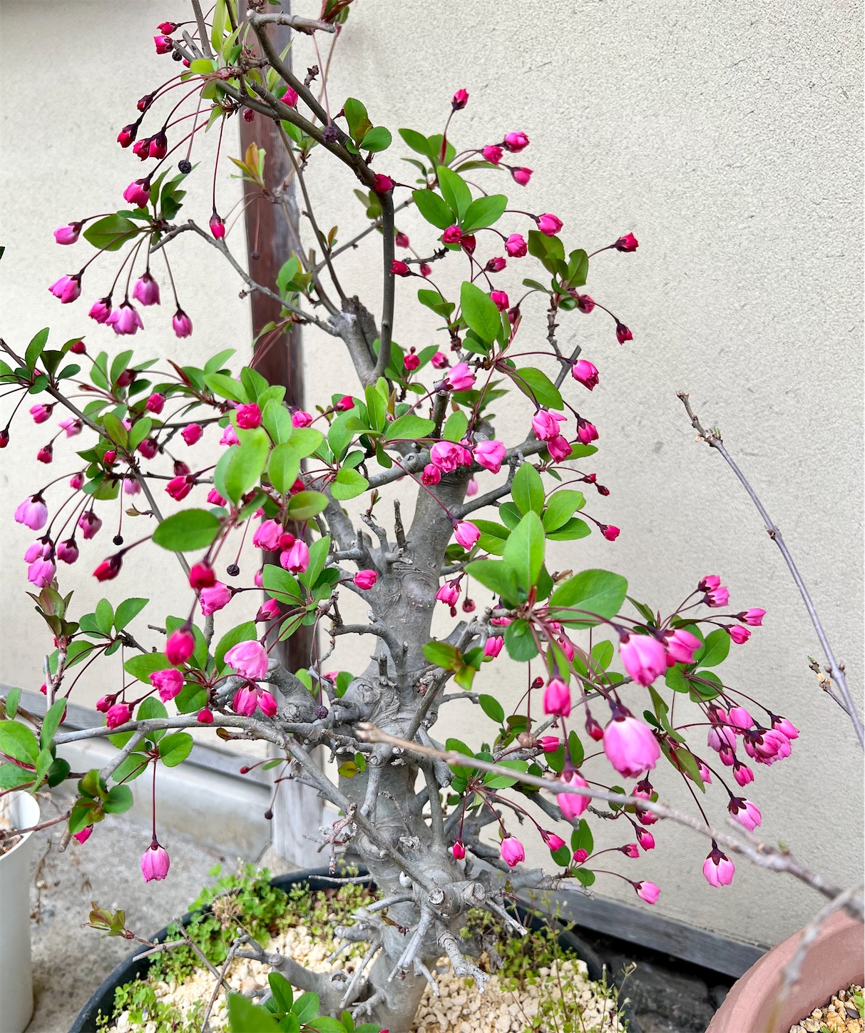 f:id:chanoyu:20230407185608j:image