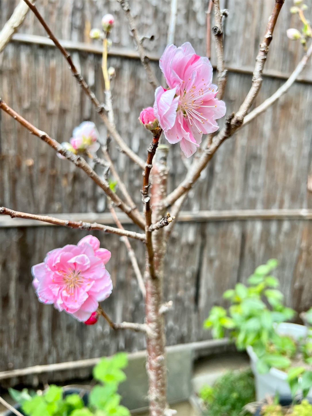 f:id:chanoyu:20230407185644j:image