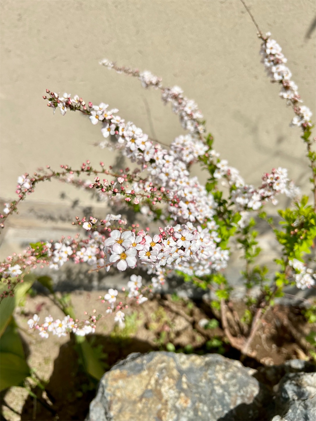 f:id:chanoyu:20230407185649j:image