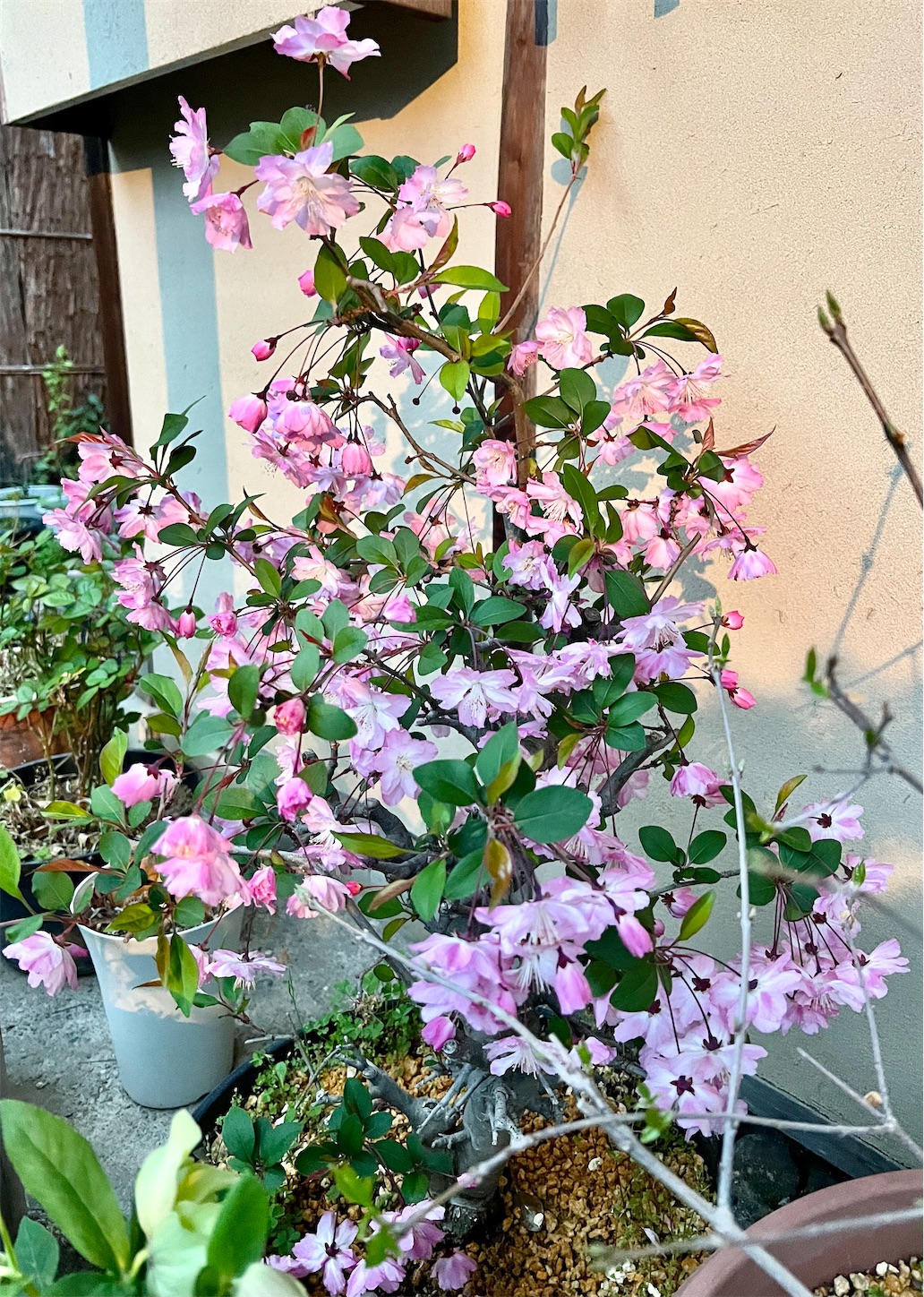 f:id:chanoyu:20230409154120j:image