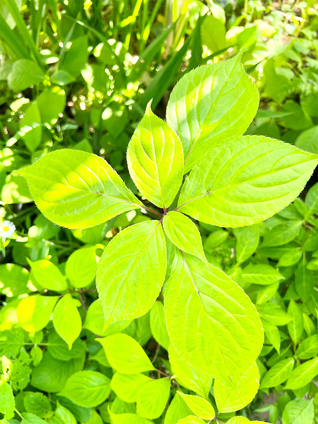 f:id:chanoyu:20230522115202j:image