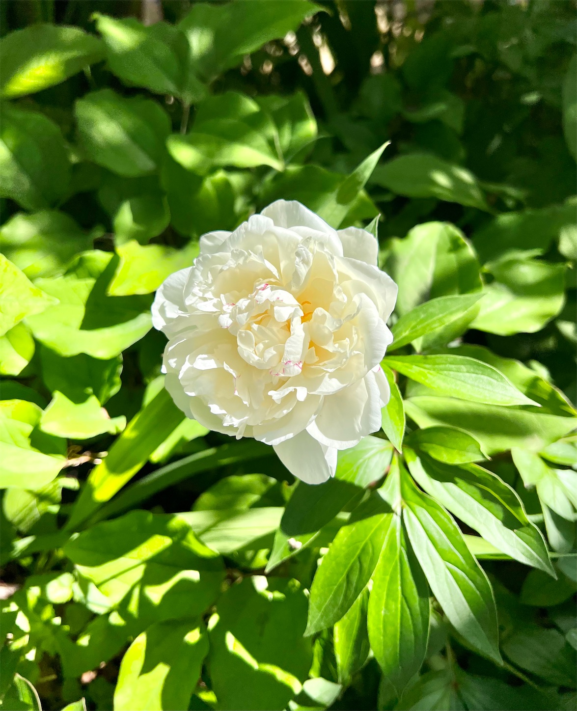 f:id:chanoyu:20230522115205j:image
