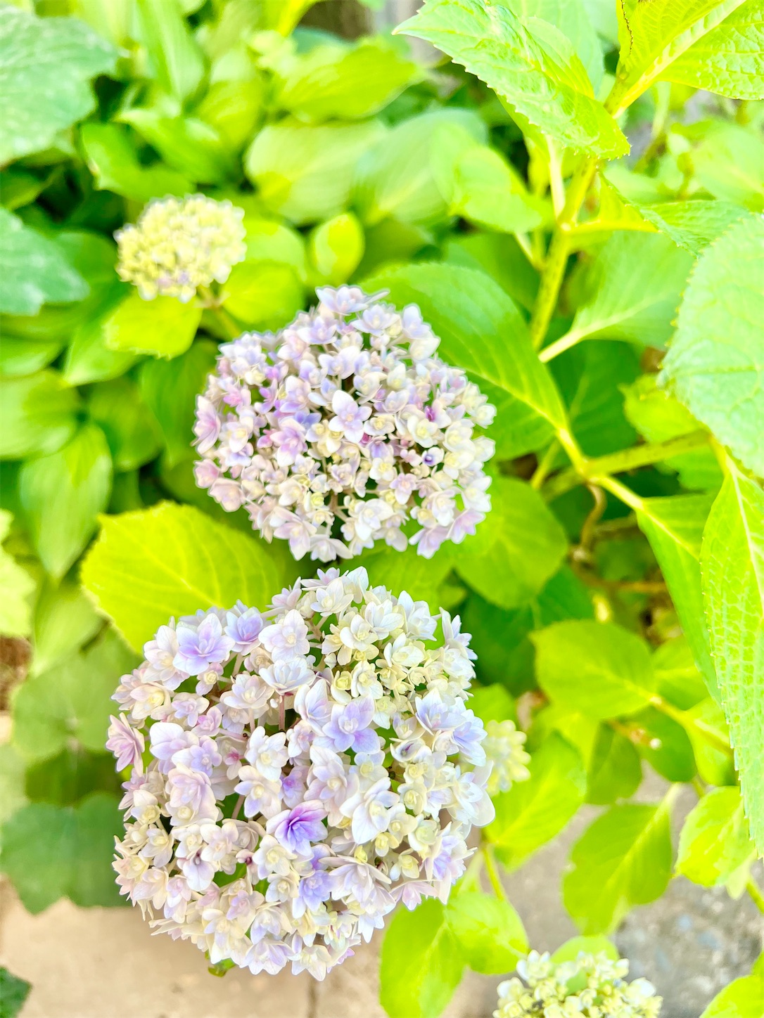 f:id:chanoyu:20230529144949j:image