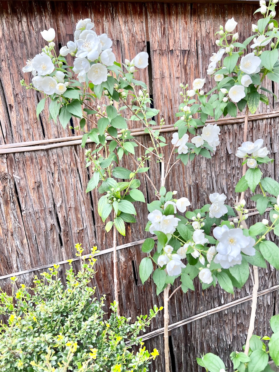 f:id:chanoyu:20230529144955j:image