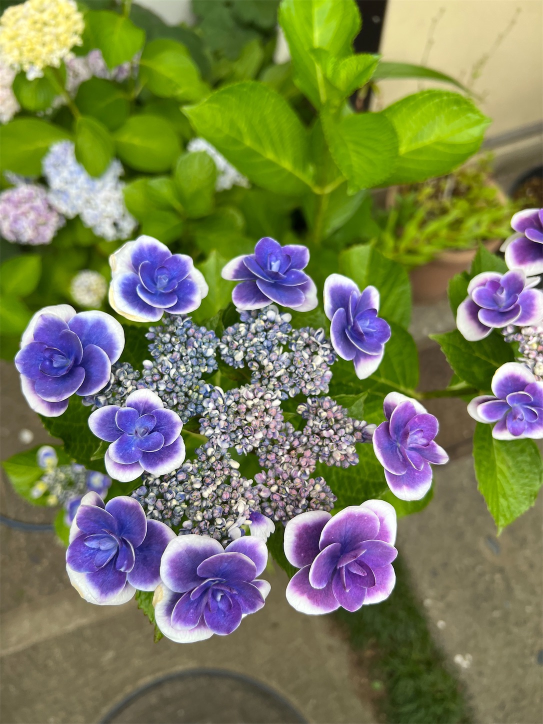 f:id:chanoyu:20230608110503j:image