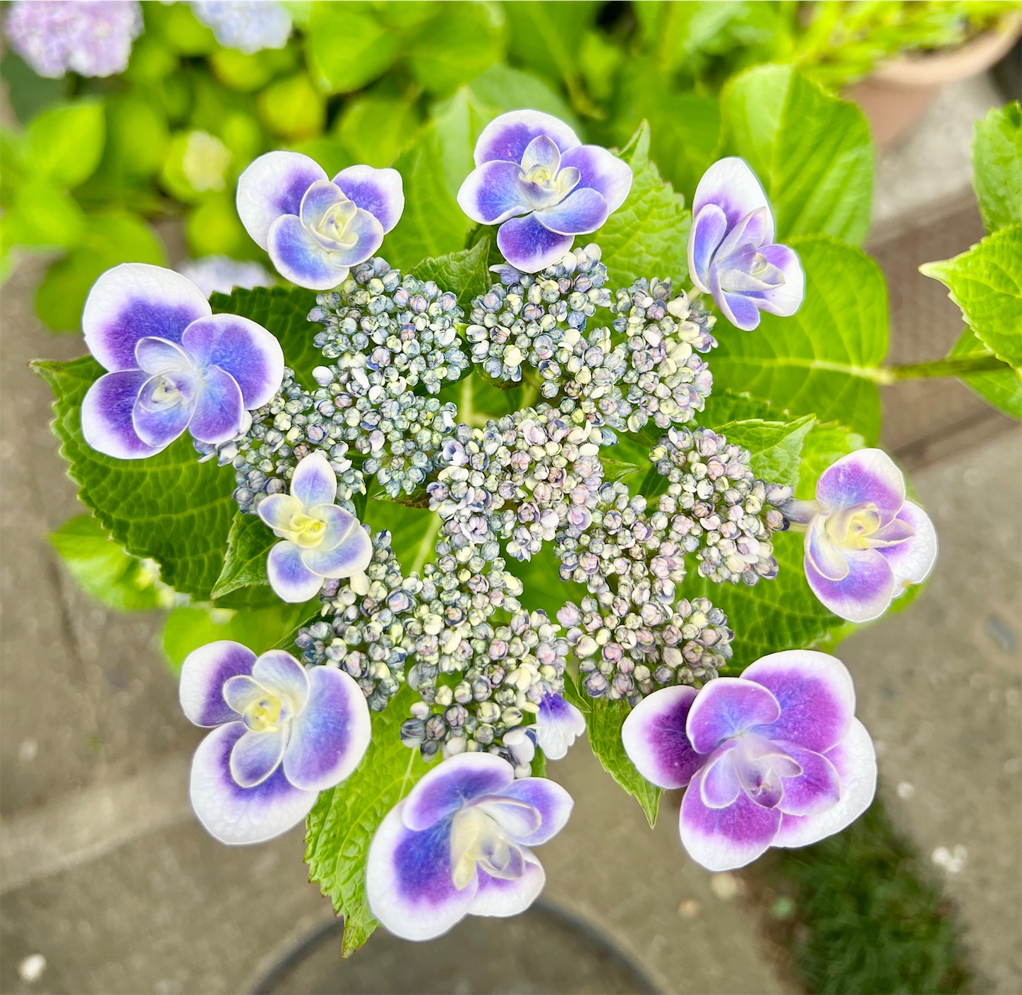 f:id:chanoyu:20230608110507j:image