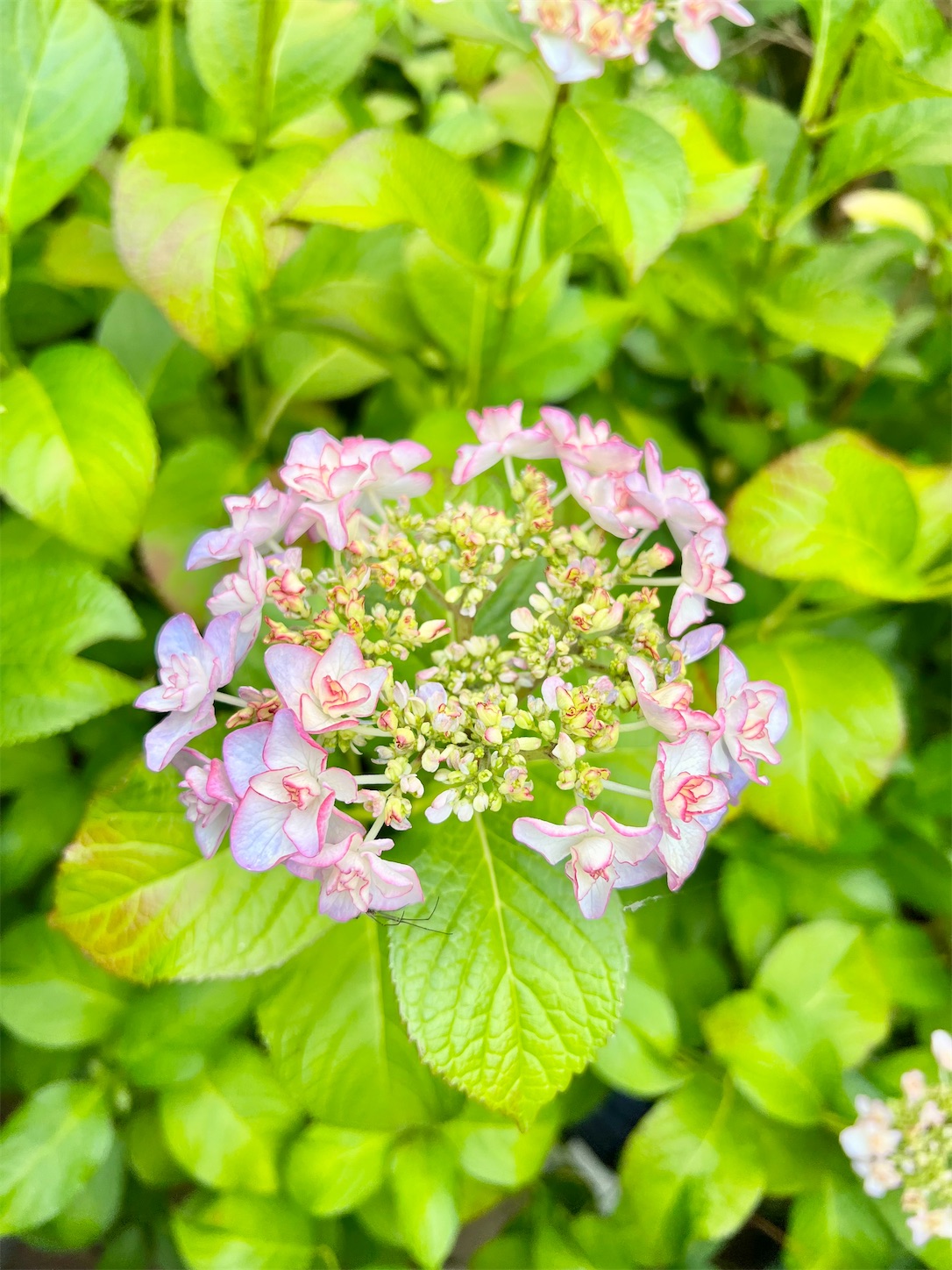 f:id:chanoyu:20230608110544j:image