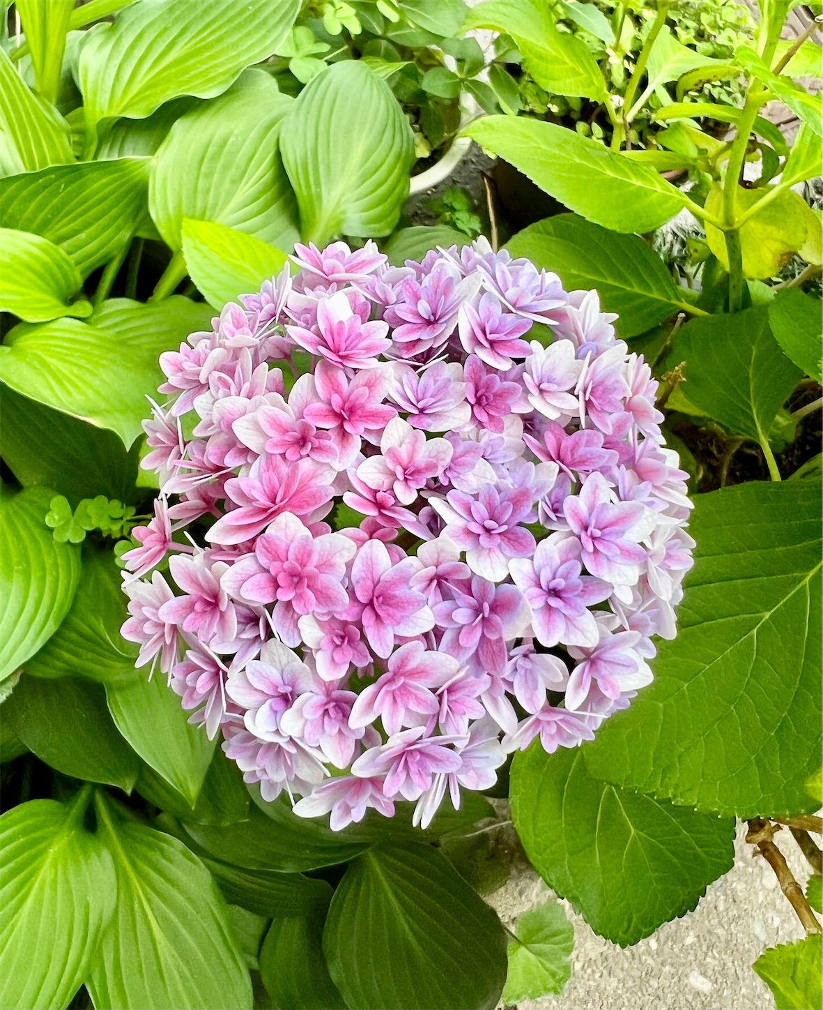 f:id:chanoyu:20230608110713j:image
