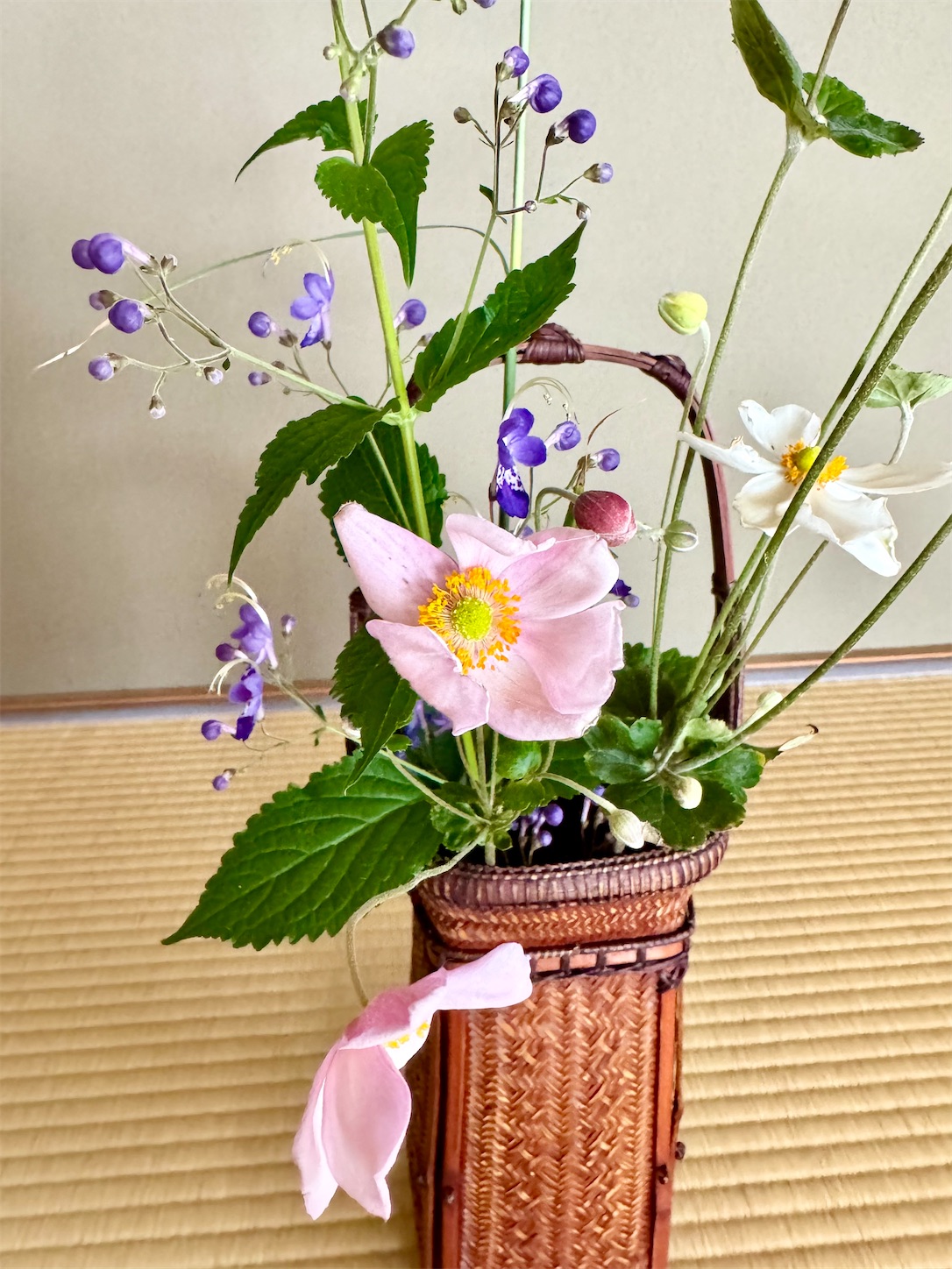 f:id:chanoyu:20231023122902j:image f:id:chanoyu:20231023122902j:image