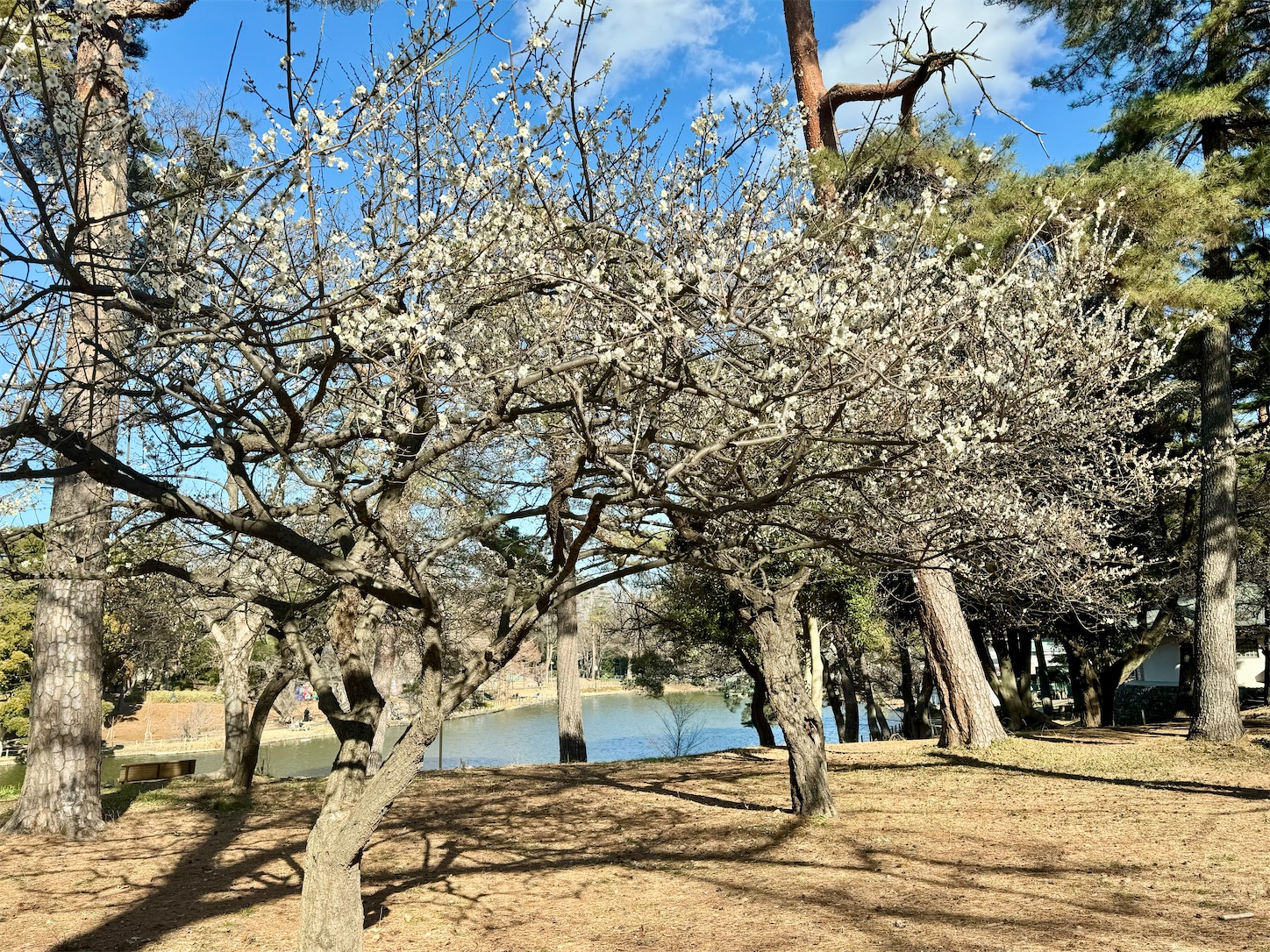 f:id:chanoyu:20240216155203j:image
