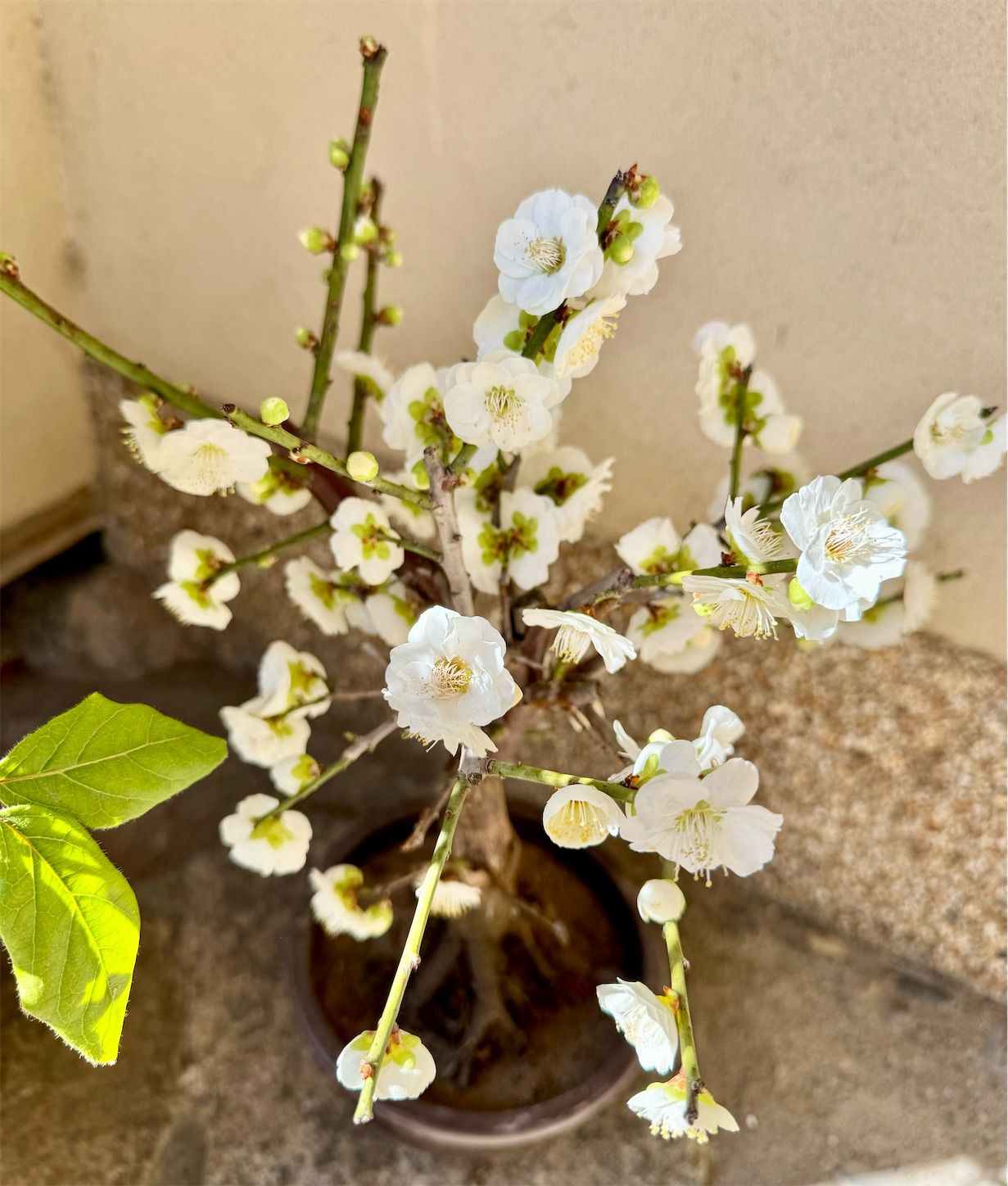 f:id:chanoyu:20240216155210j:image