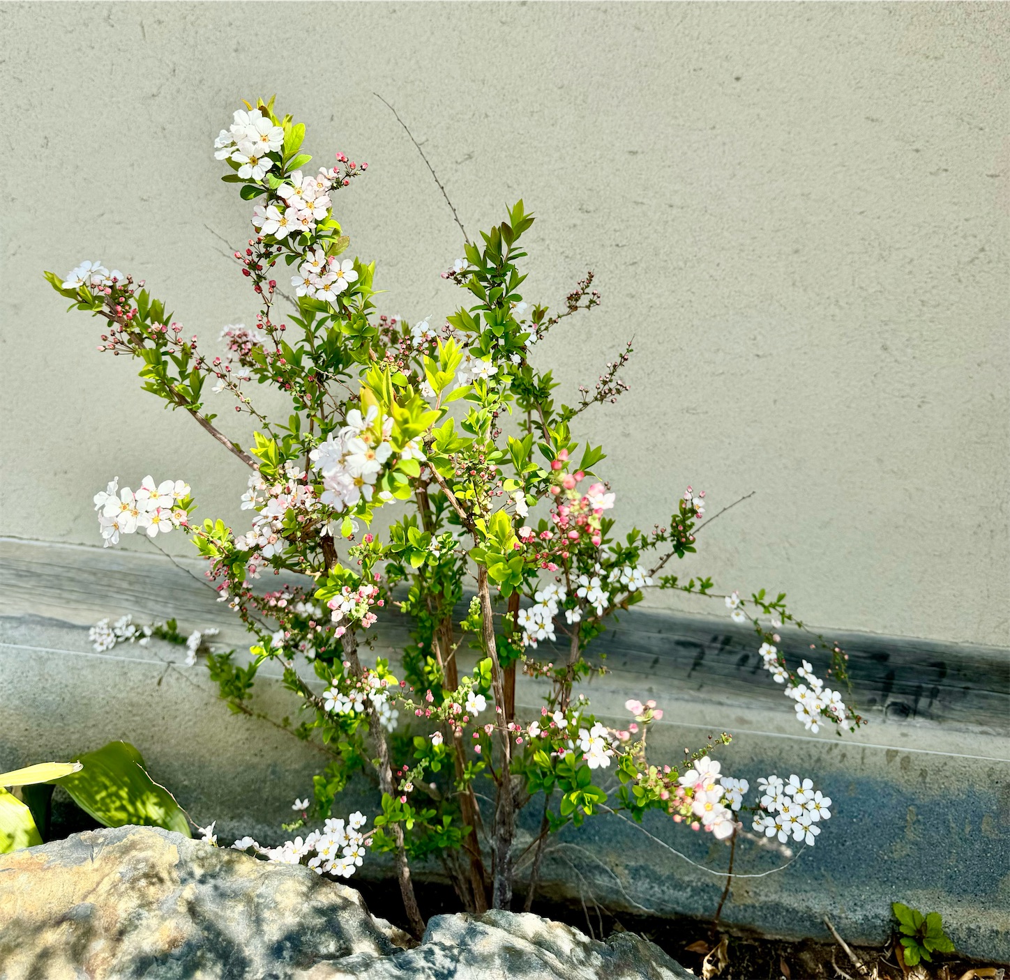 f:id:chanoyu:20240417161140j:image f:id:chanoyu:20240417161140j:image