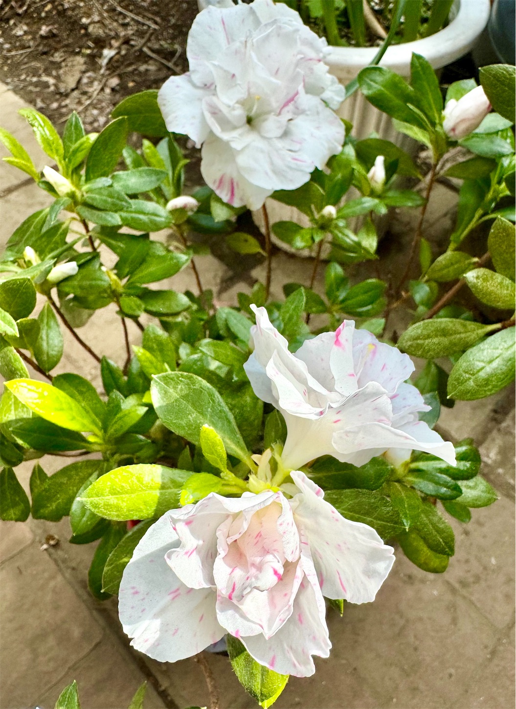 f:id:chanoyu:20240417161144j:image f:id:chanoyu:20240417161144j:image
