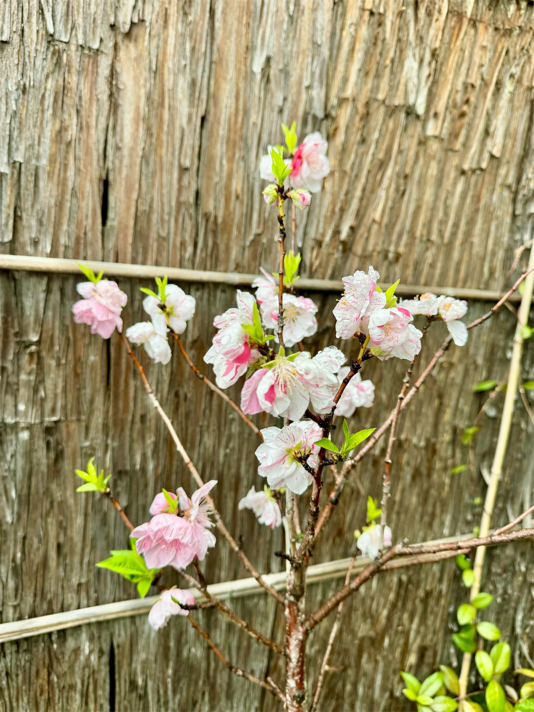 f:id:chanoyu:20240417161227j:image f:id:chanoyu:20240417161227j:image