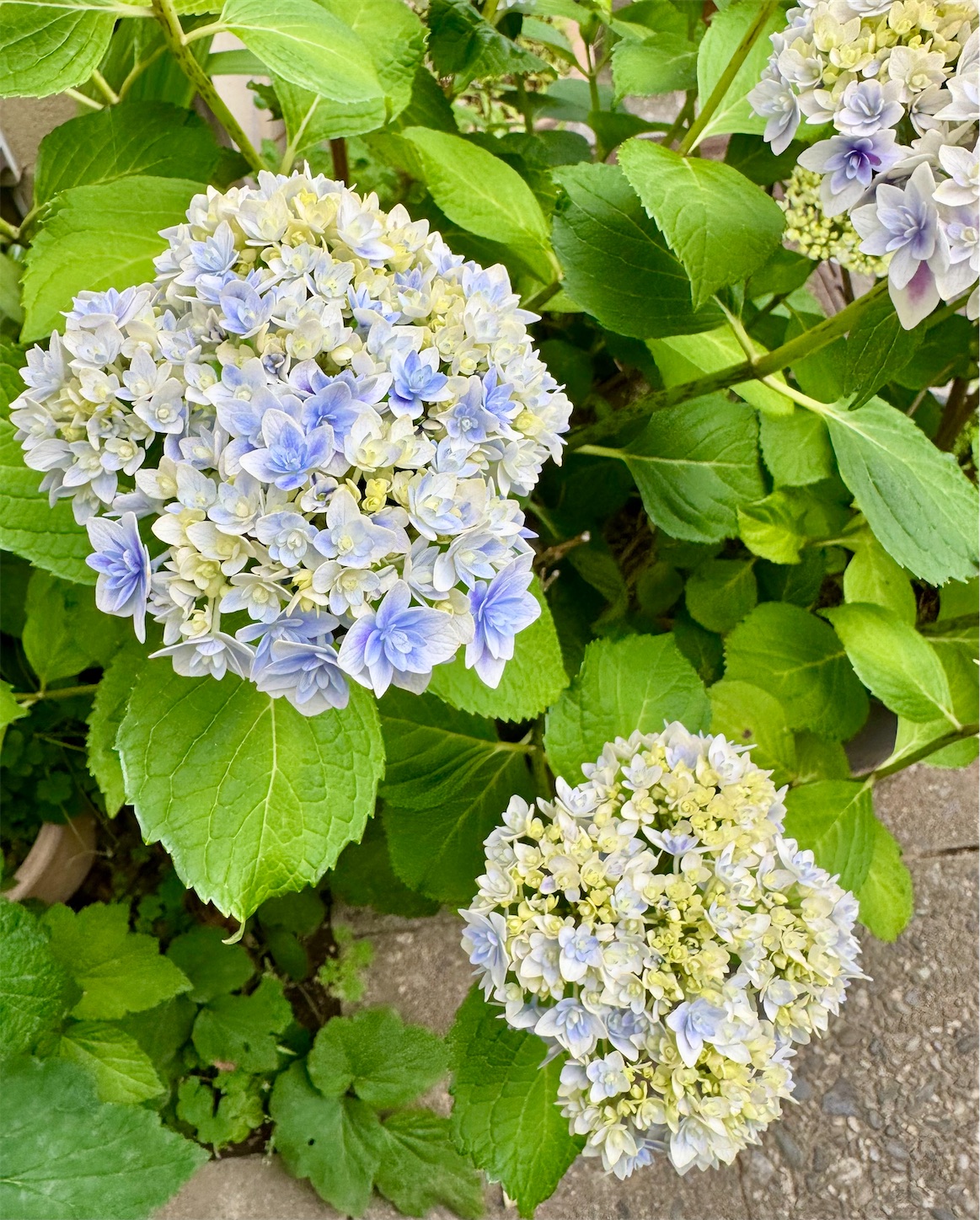 f:id:chanoyu:20240519173640j:image