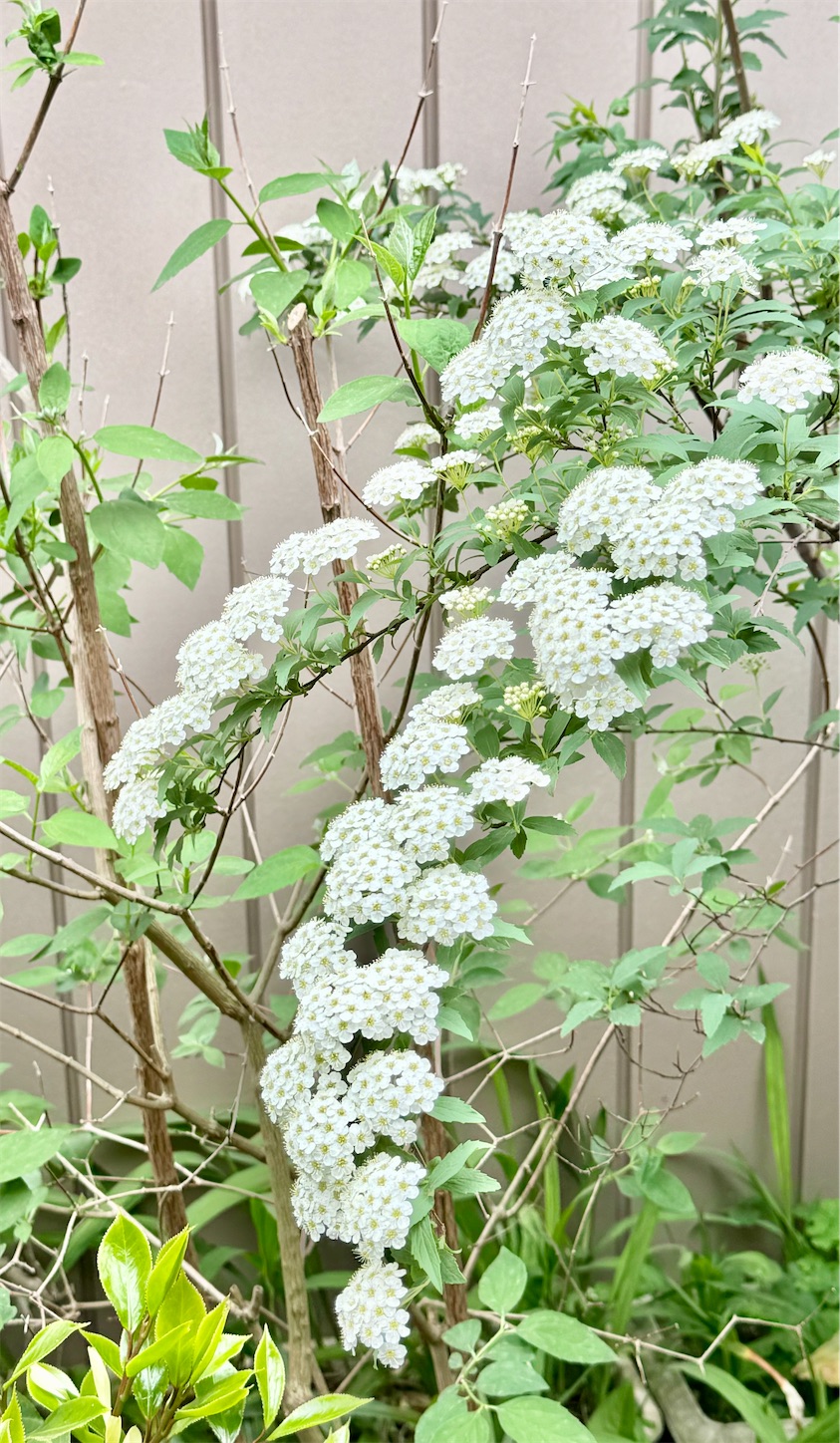 f:id:chanoyu:20240519173652j:image