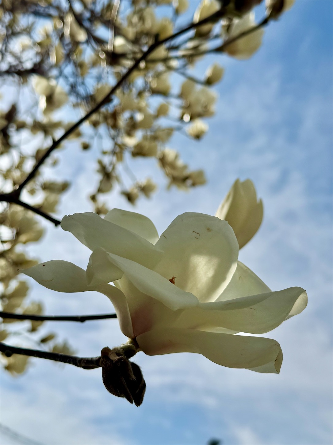 f:id:chanoyu:20250404095258j:image