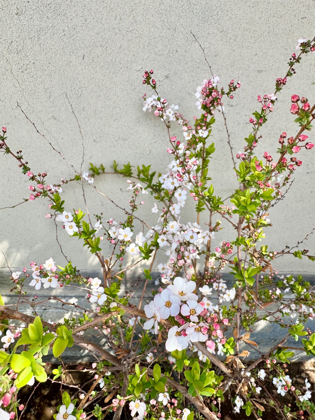 f:id:chanoyu:20250404095722j:image