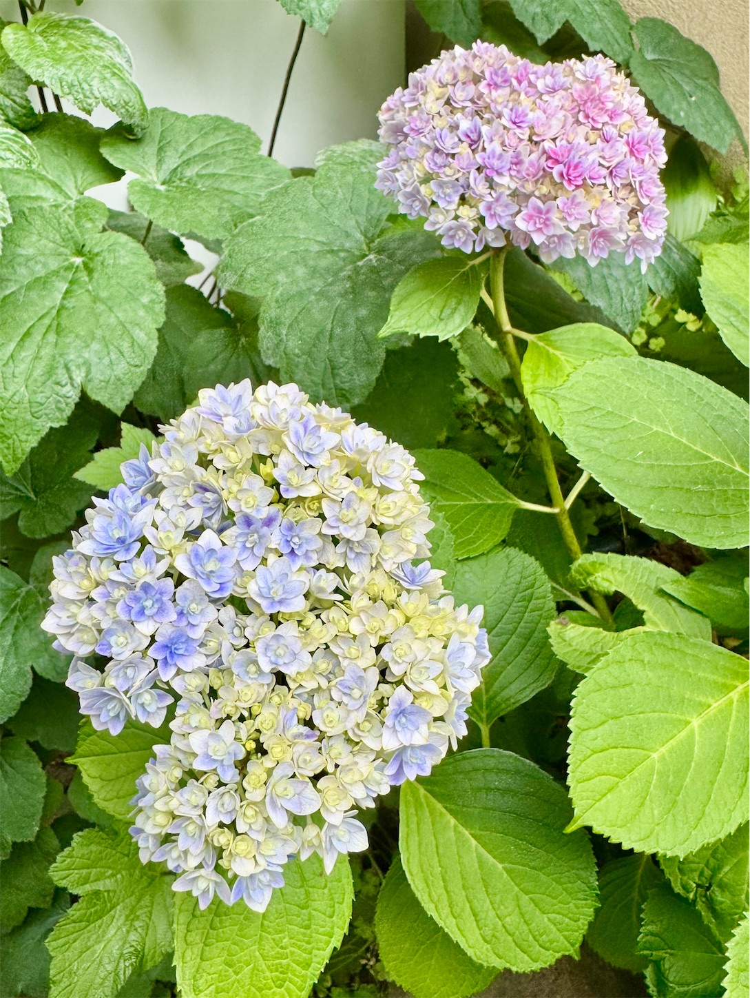 f:id:chanoyu:20250604160309j:image