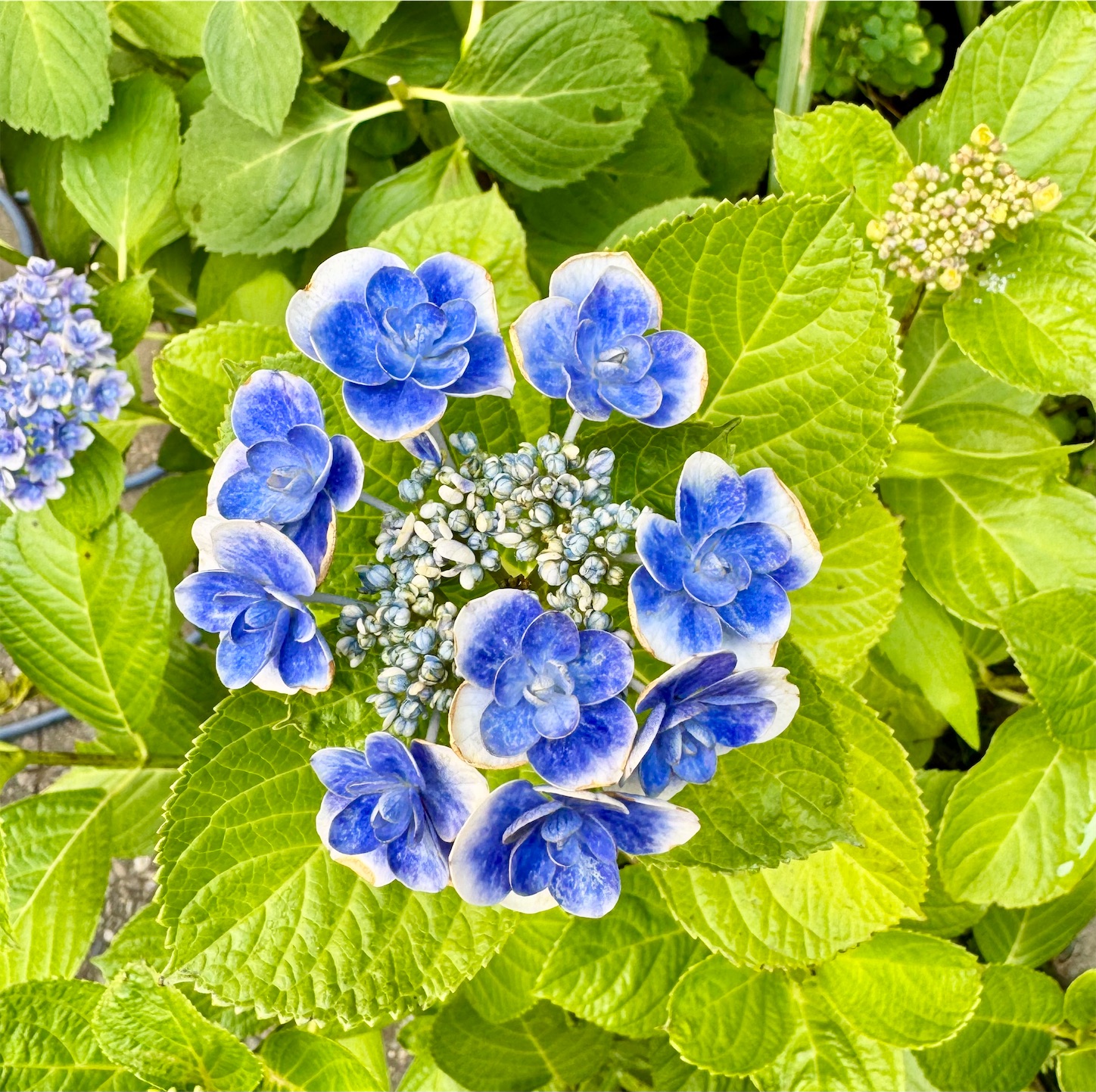 f:id:chanoyu:20251018100805j:image