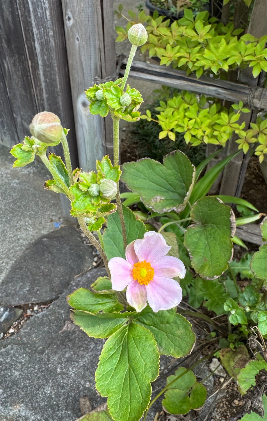 f:id:chanoyu:20251127161026j:image