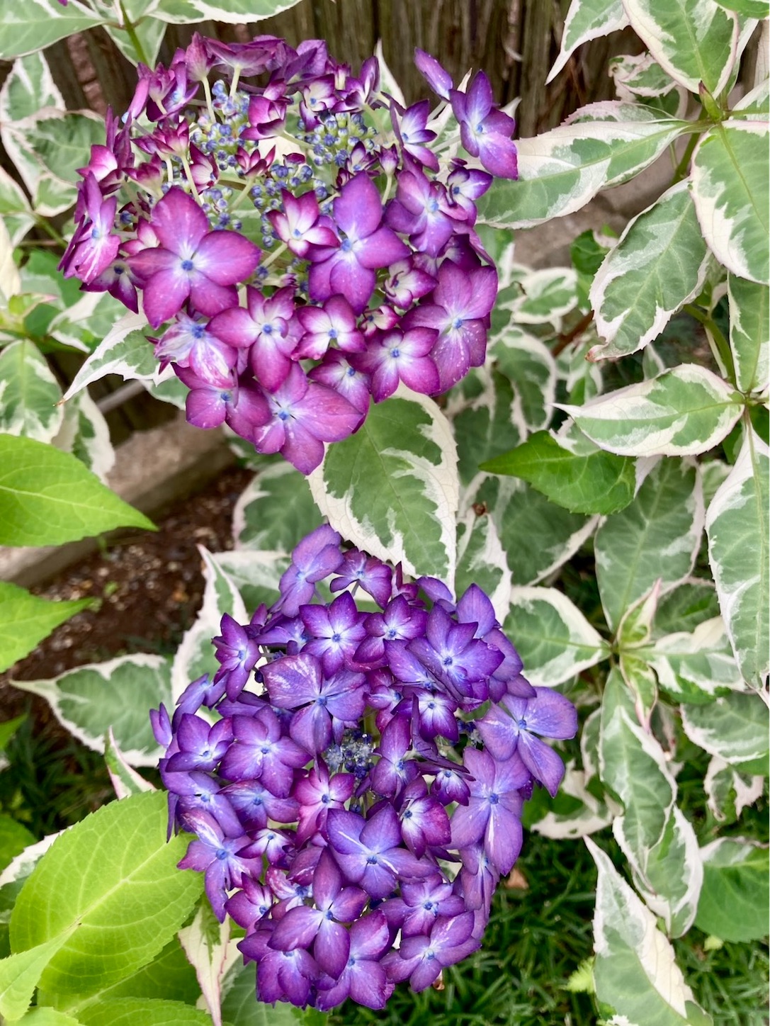 f:id:chanoyu:20260817162351j:image f:id:chanoyu:20260817162351j:image