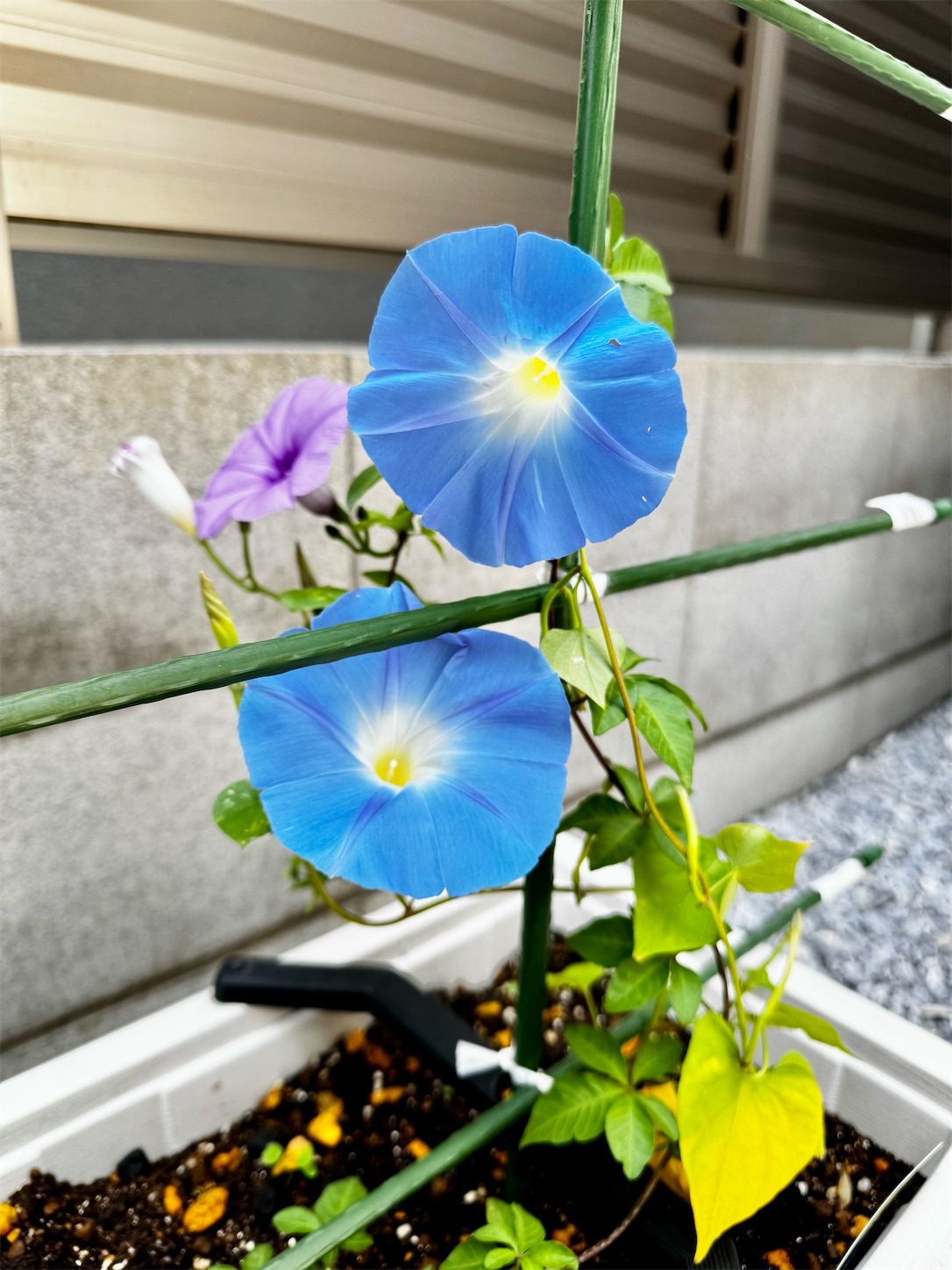f:id:chanoyu:20260818164924j:image f:id:chanoyu:20260818164924j:image