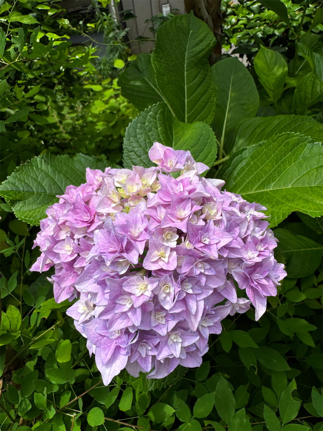 f:id:chanoyu:20260818165319j:image f:id:chanoyu:20260818165319j:image